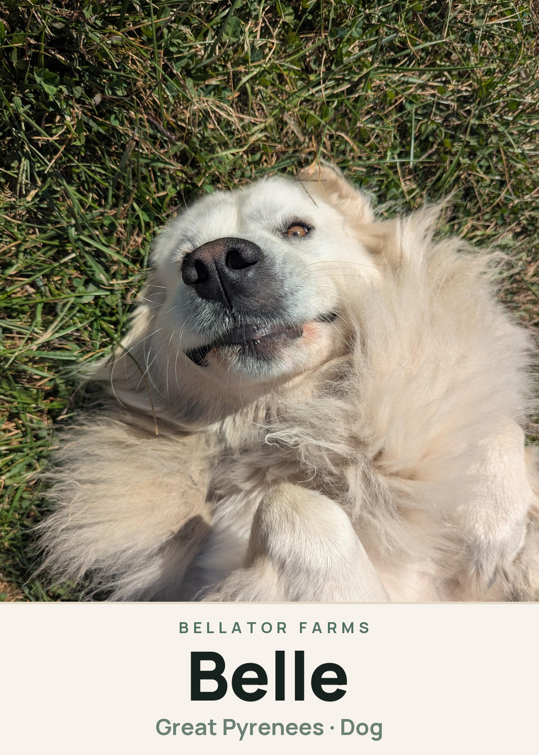 Belle Creature Card