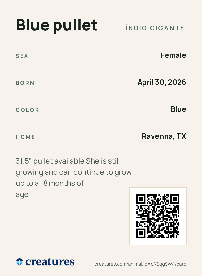 Blue pullet Creature Card back