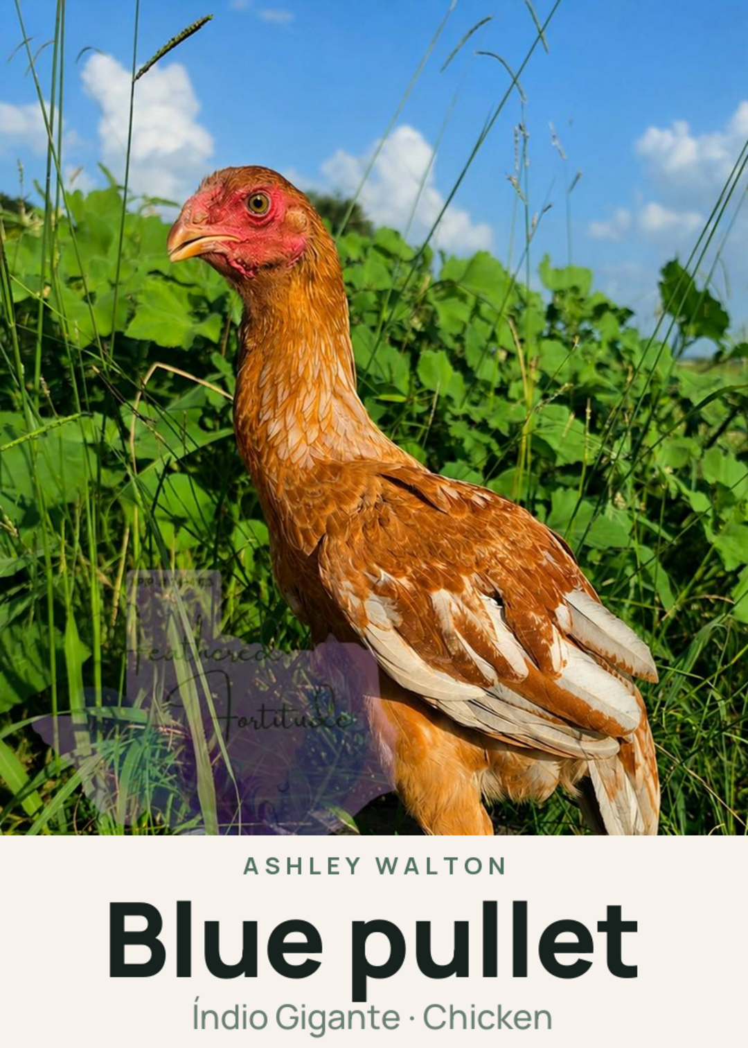 Blue pullet Creature Card