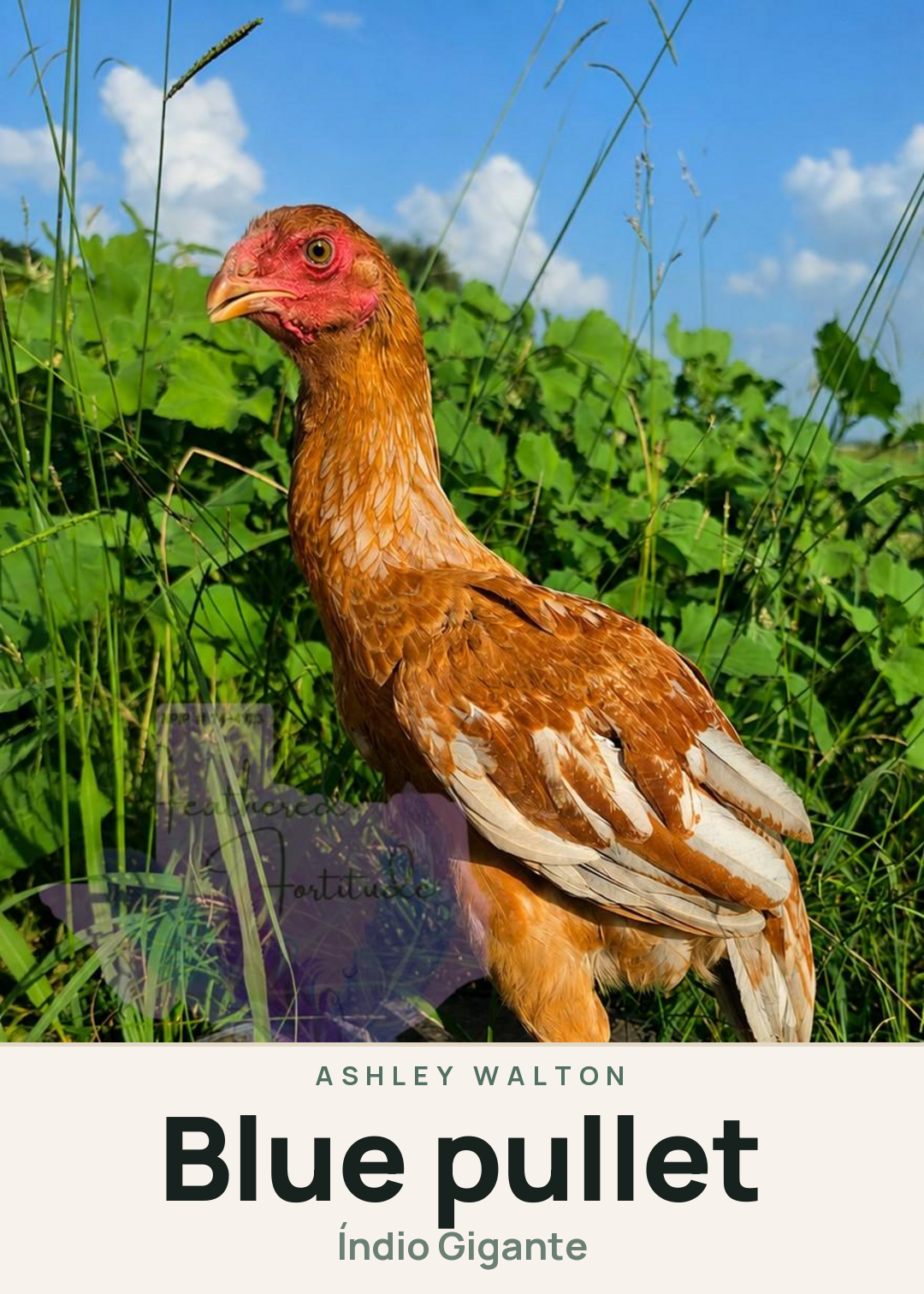 Blue pullet Creature Card