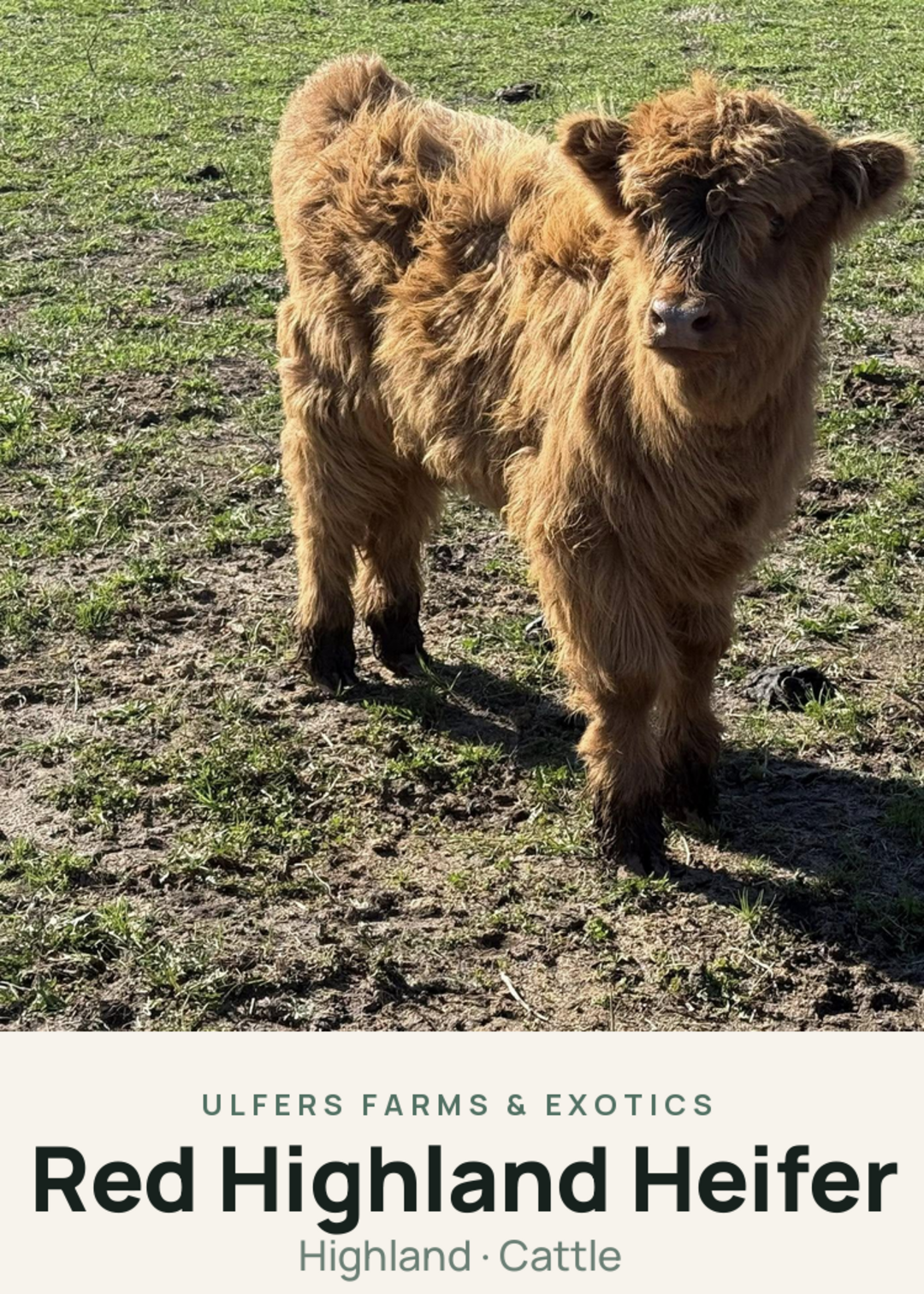 Red Highland Heifer Creature Card