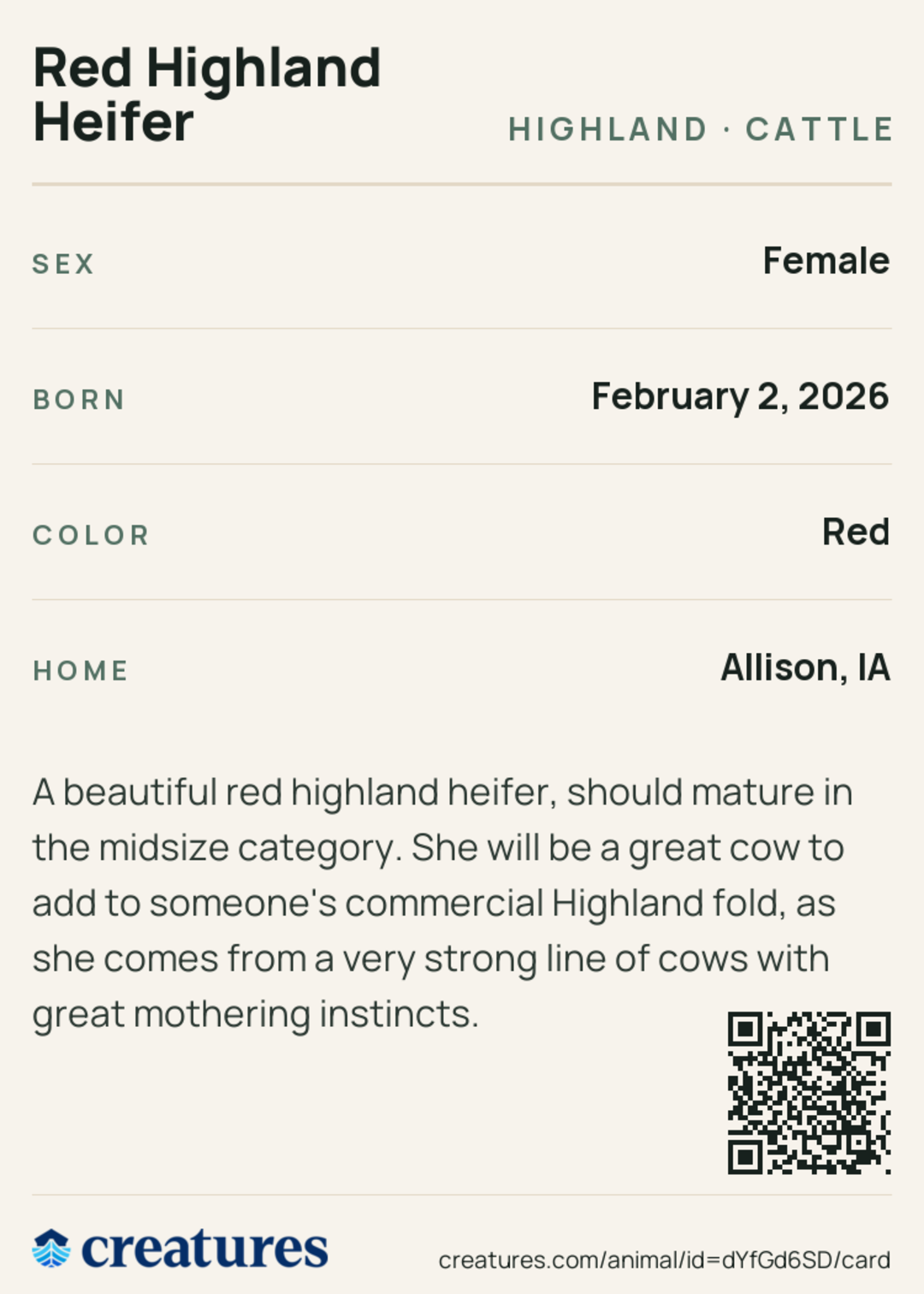Red Highland Heifer Creature Card back