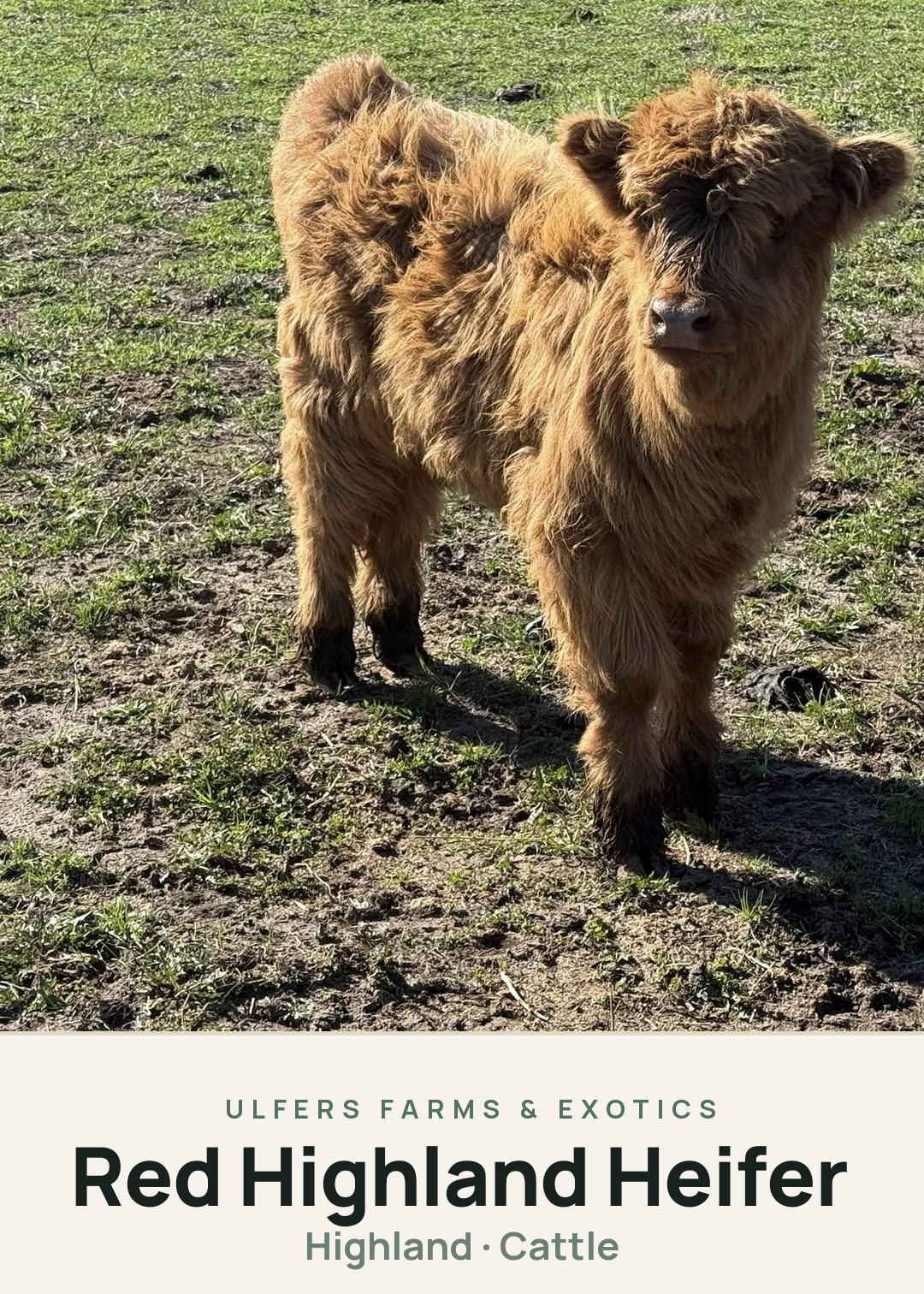 Red Highland Heifer Creature Card