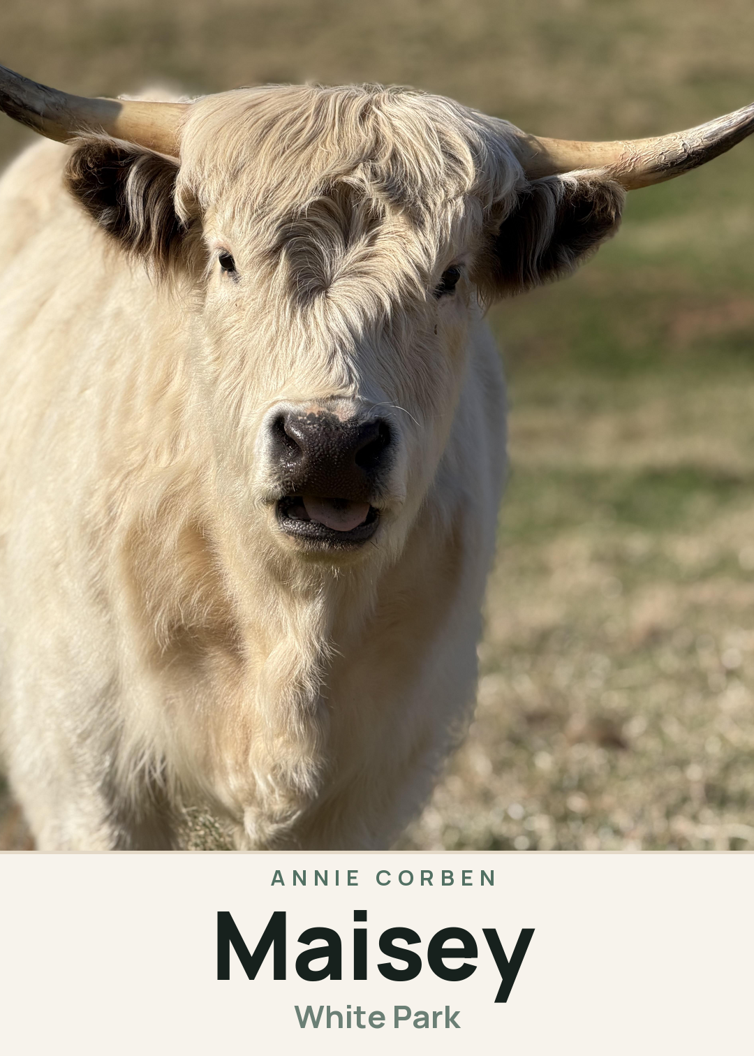 Maisey Creature Card