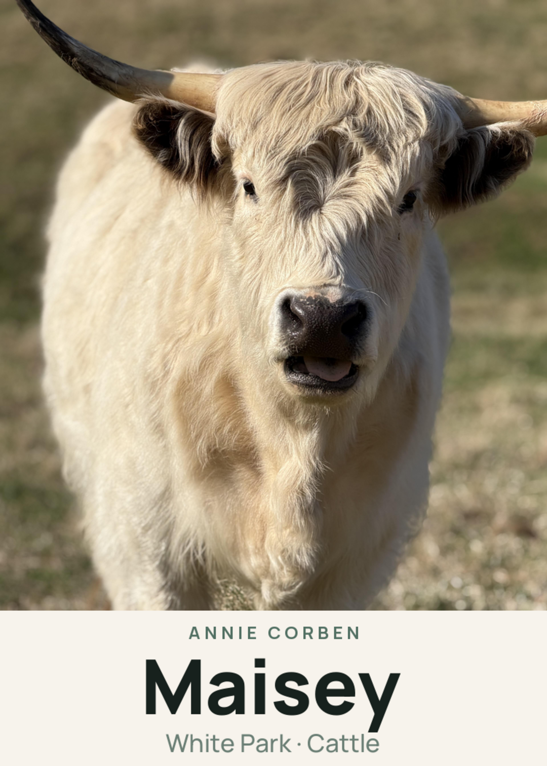 Maisey Creature Card