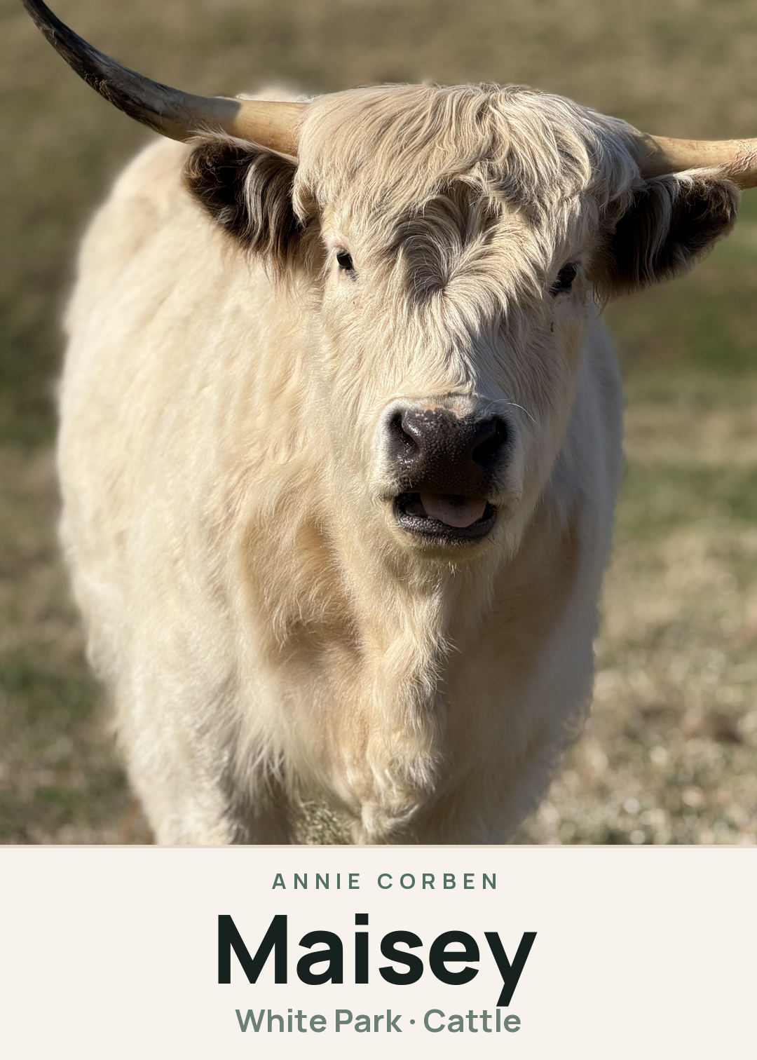 Maisey Creature Card