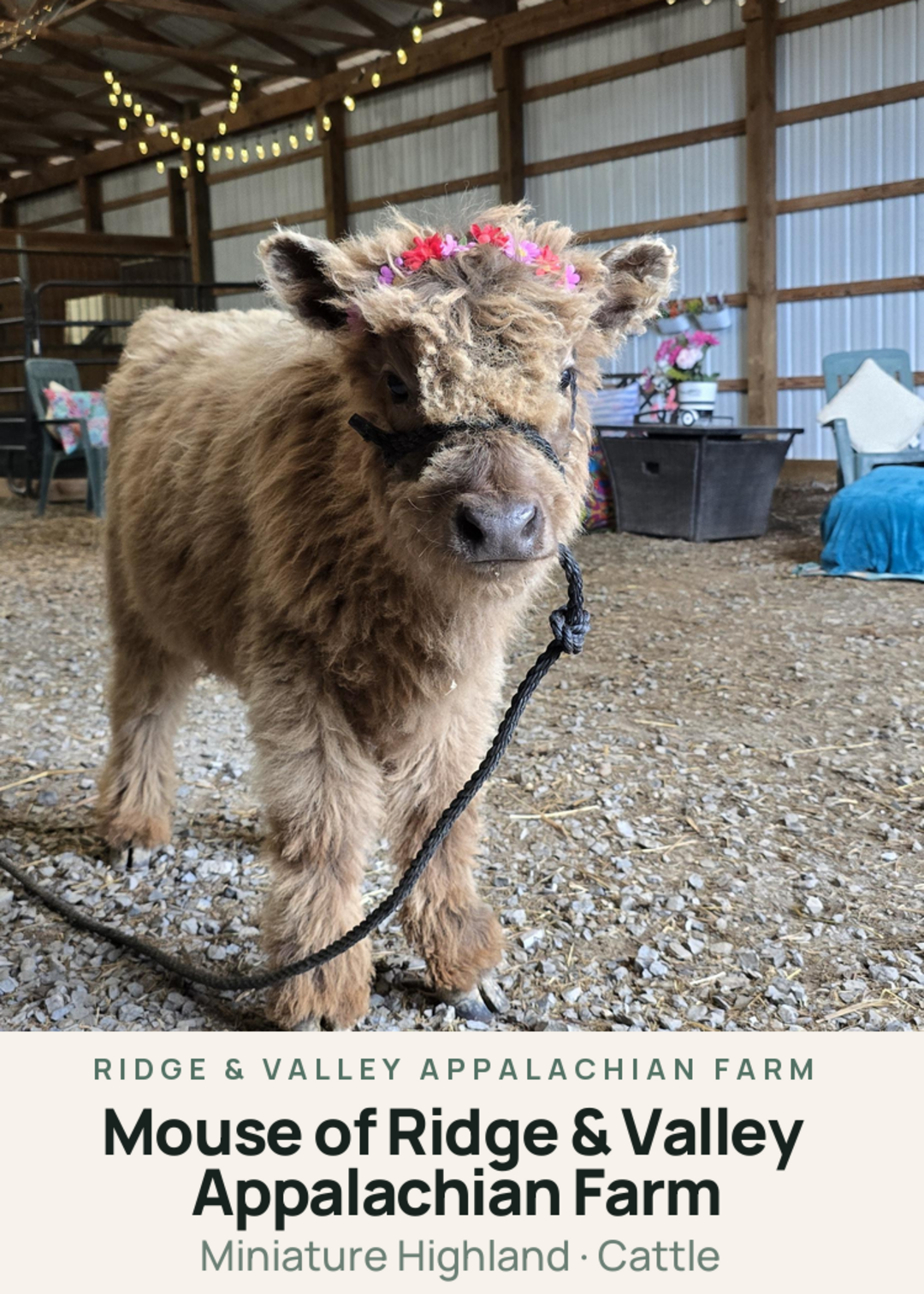 Mouse of Ridge & Valley Appalachian Farm Creature Card