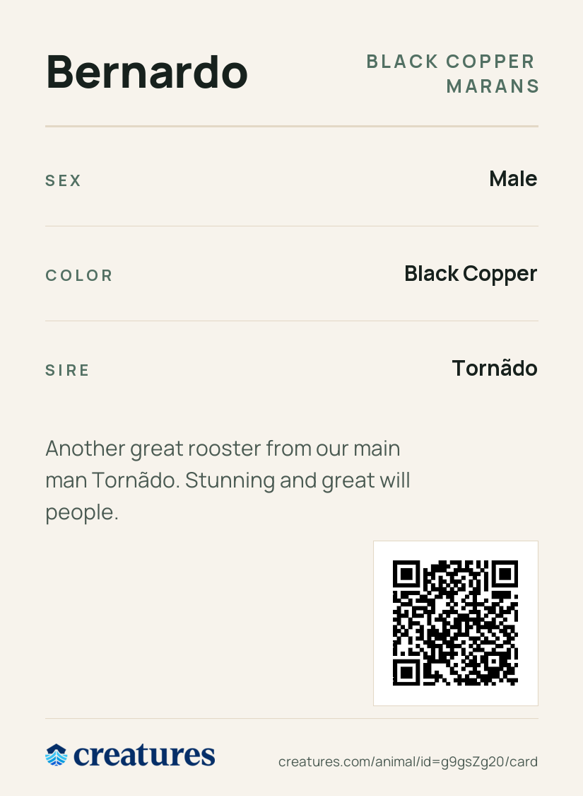 Bernardo Creature Card back