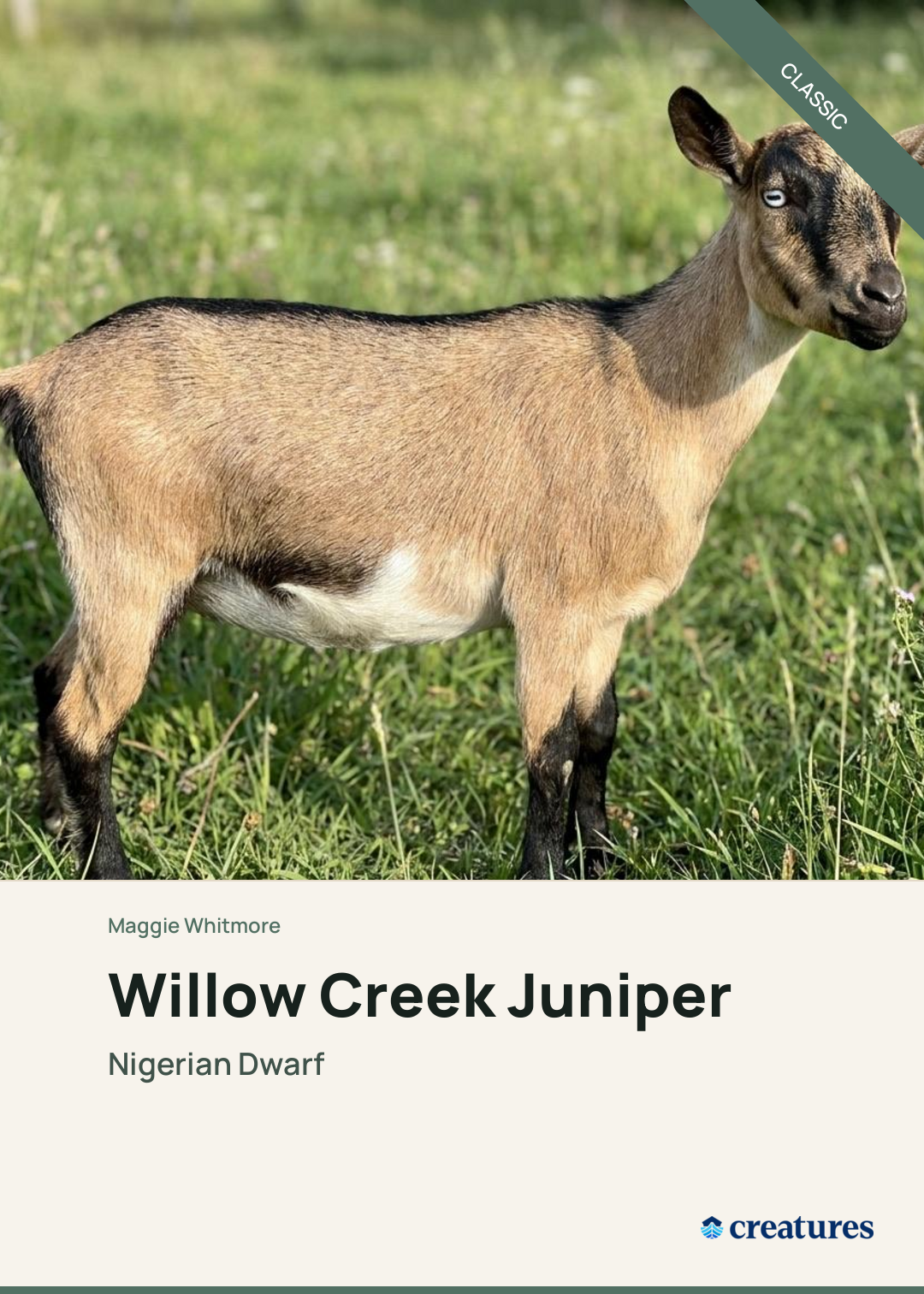 Willow Creek Juniper Creature Card