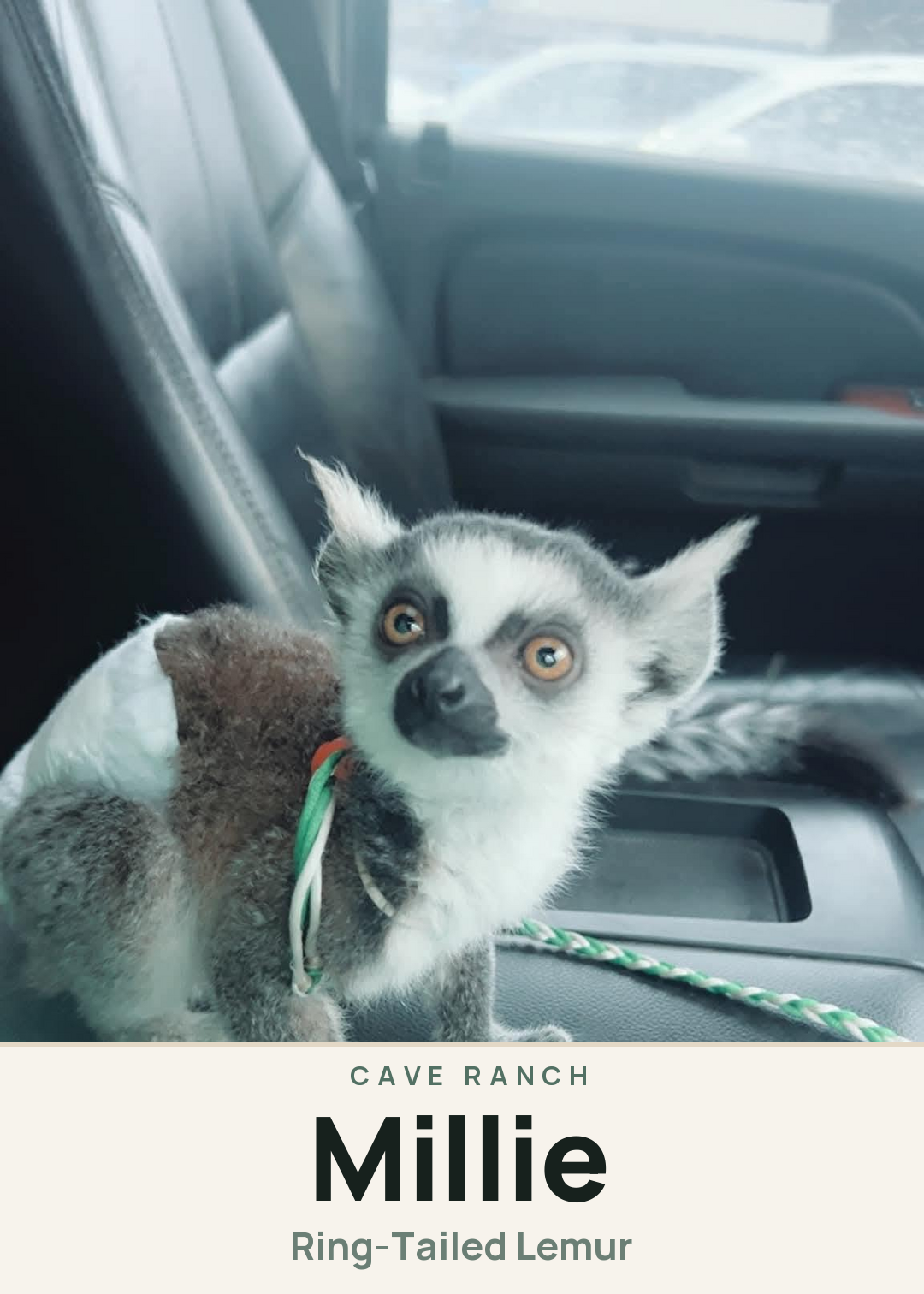 Millie Creature Card