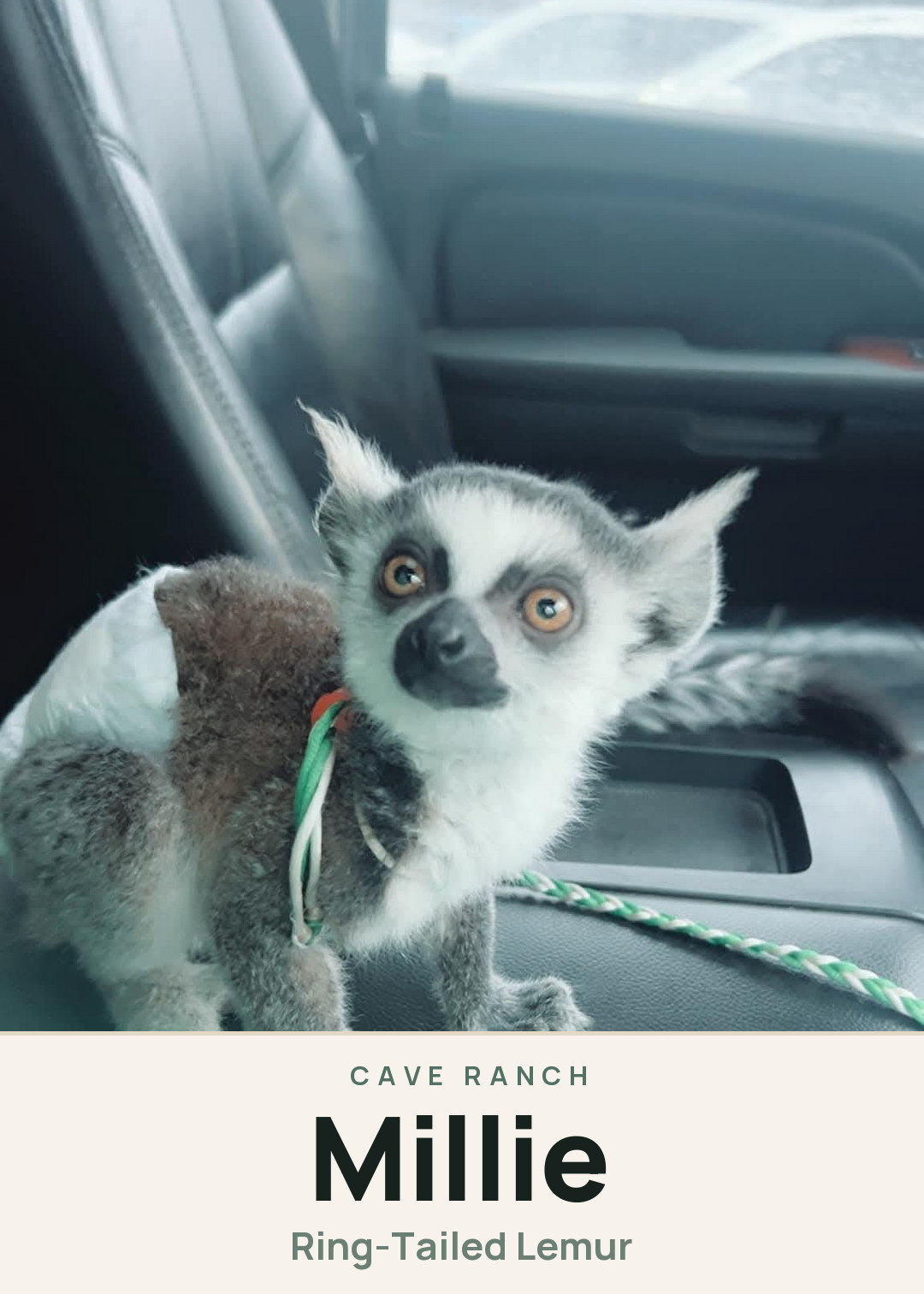 Millie Creature Card