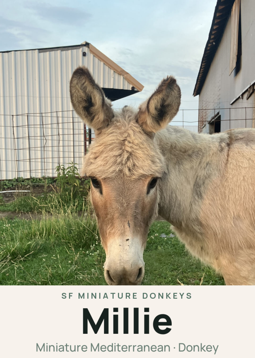 Millie Creature Card