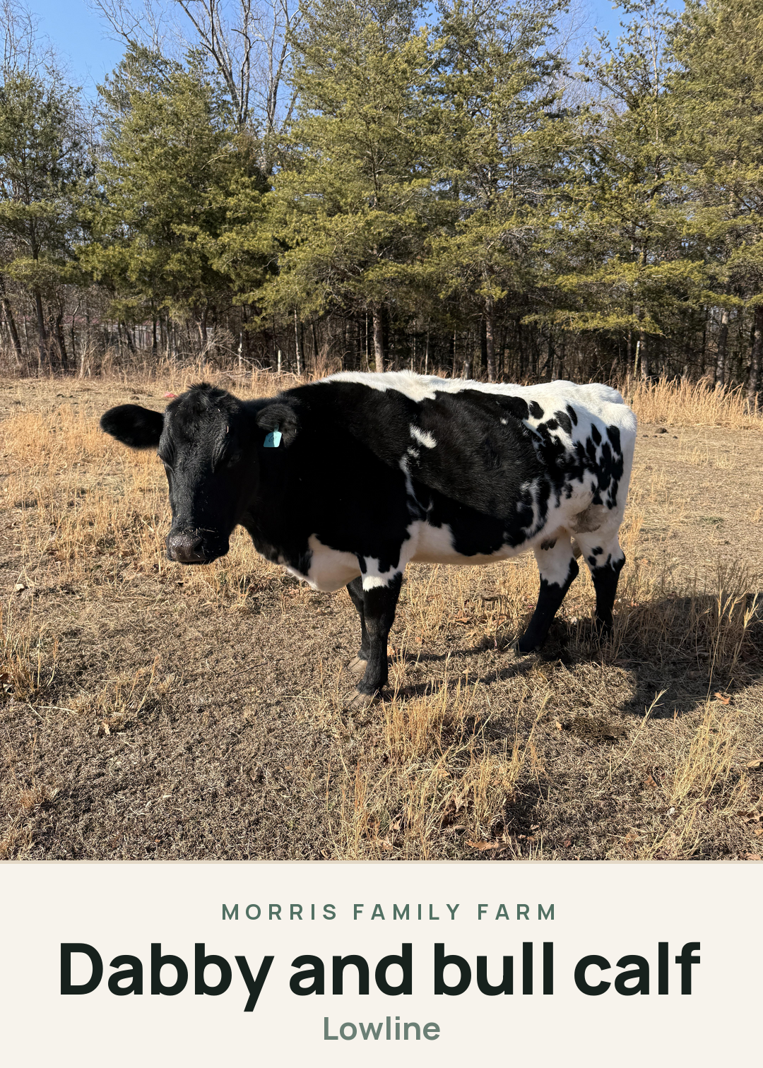 Dabby and bull calf Creature Card