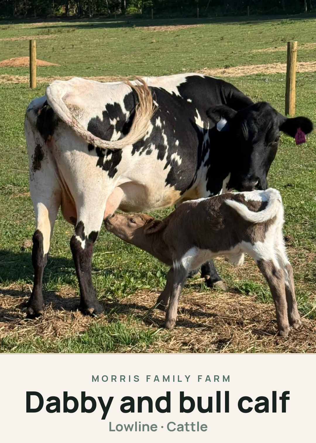 Dabby and bull calf Creature Card