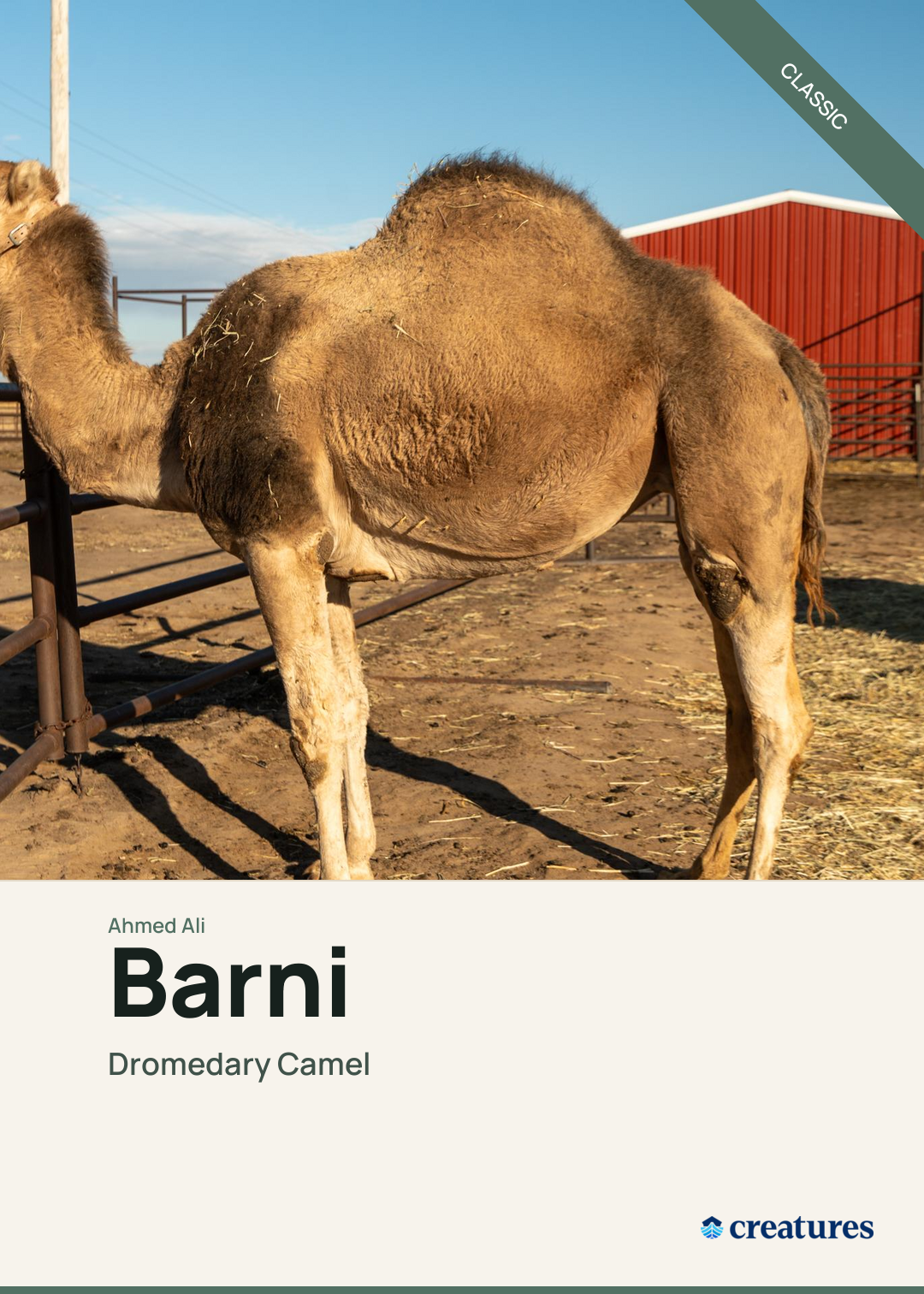 Barni Creature Card