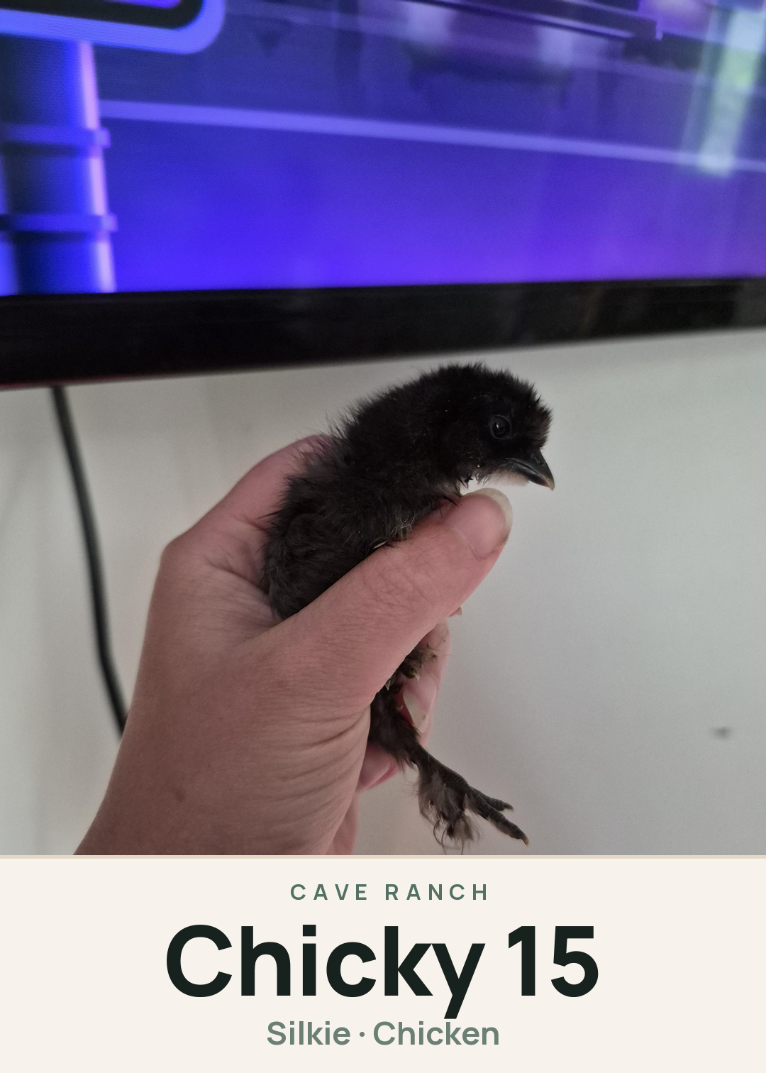 Chicky 15 Creature Card