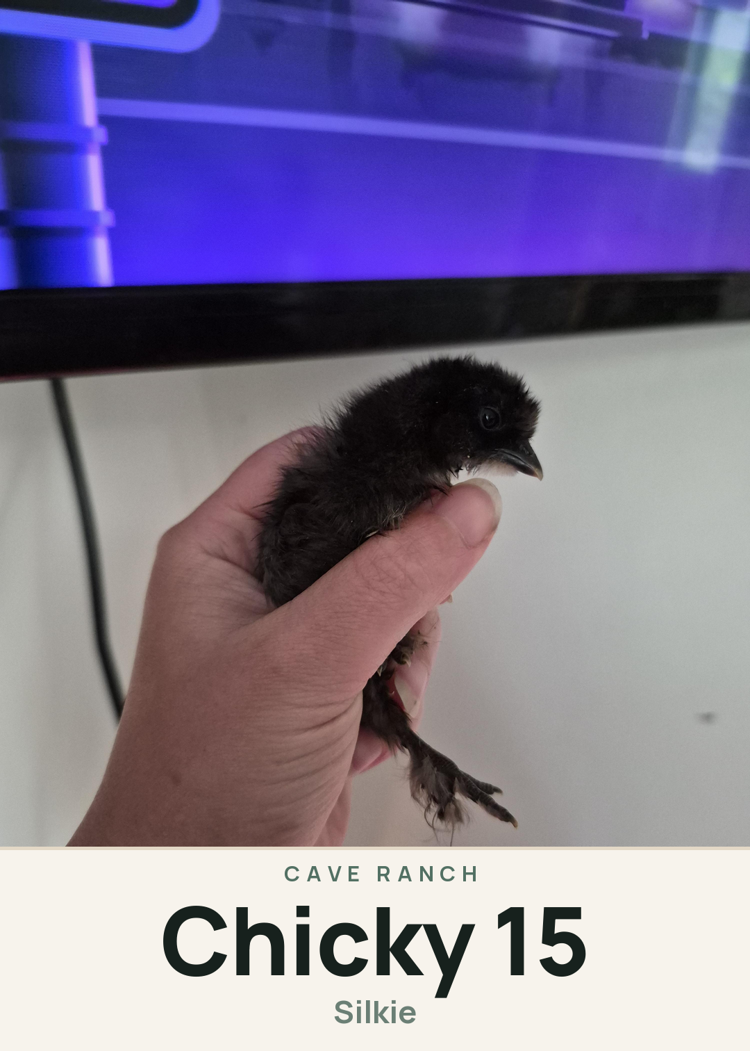 Chicky 15 Creature Card