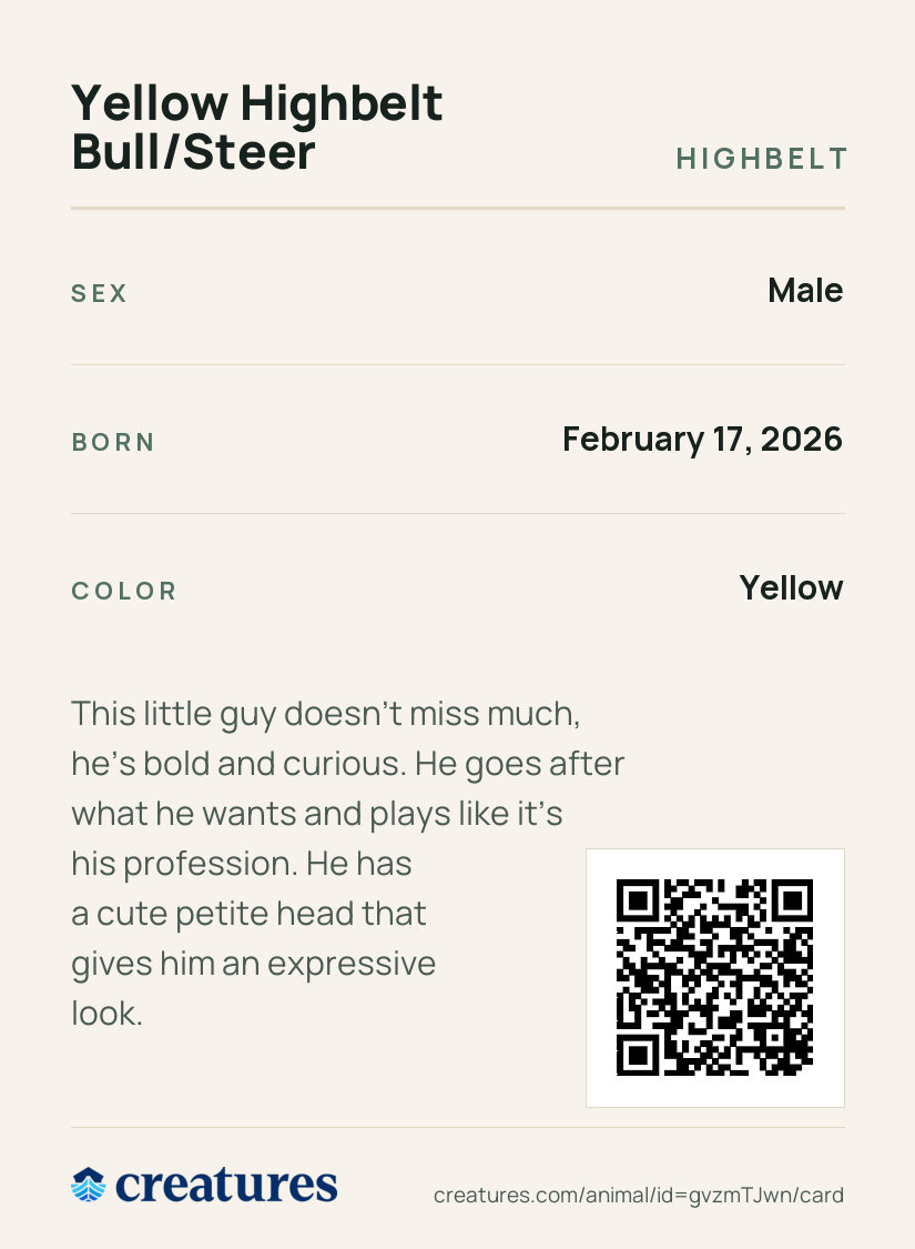 Yellow Highbelt Bull/Steer Creature Card back