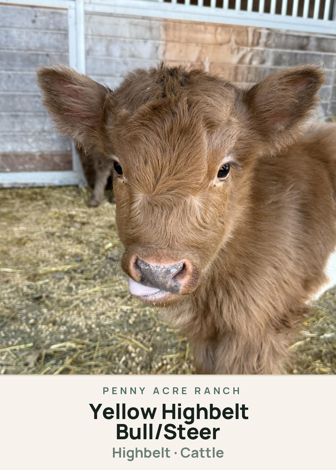 Yellow Highbelt Bull/Steer Creature Card