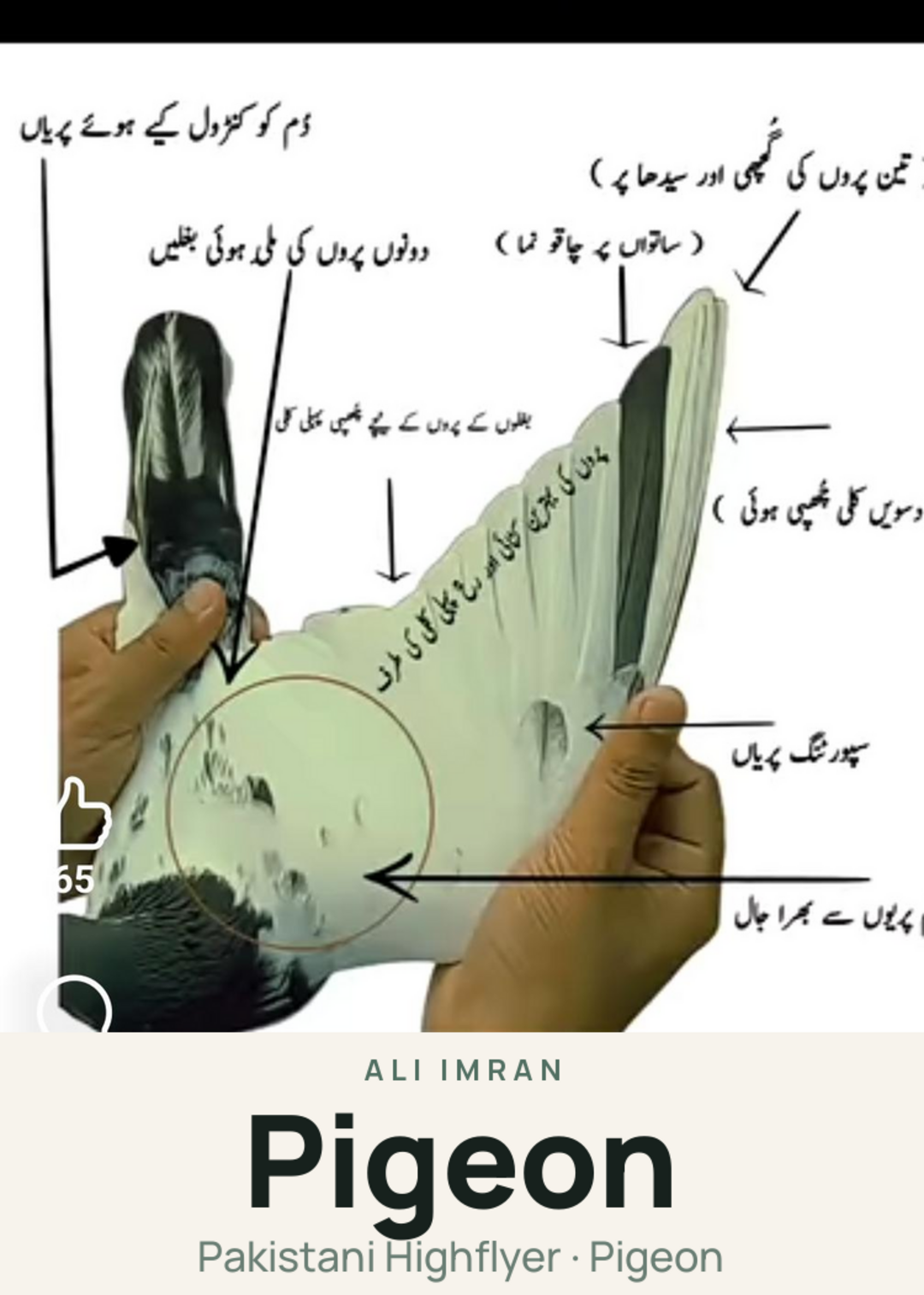 Pigeon Creature Card