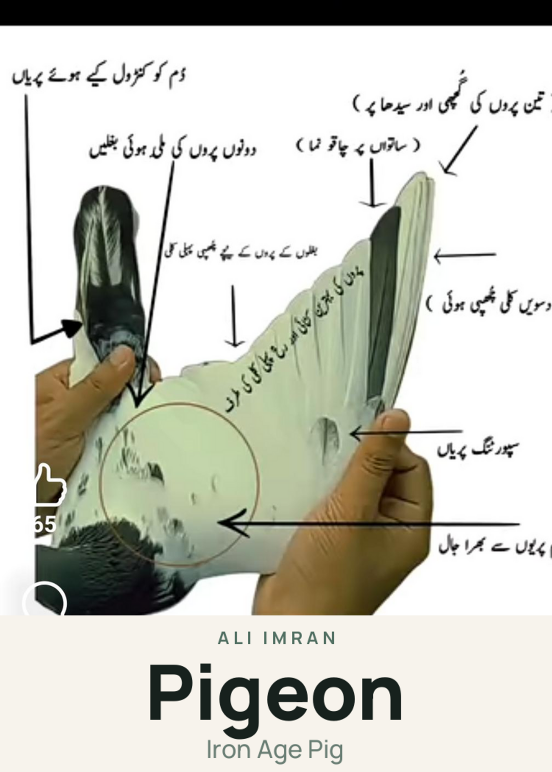 Pigeon Creature Card
