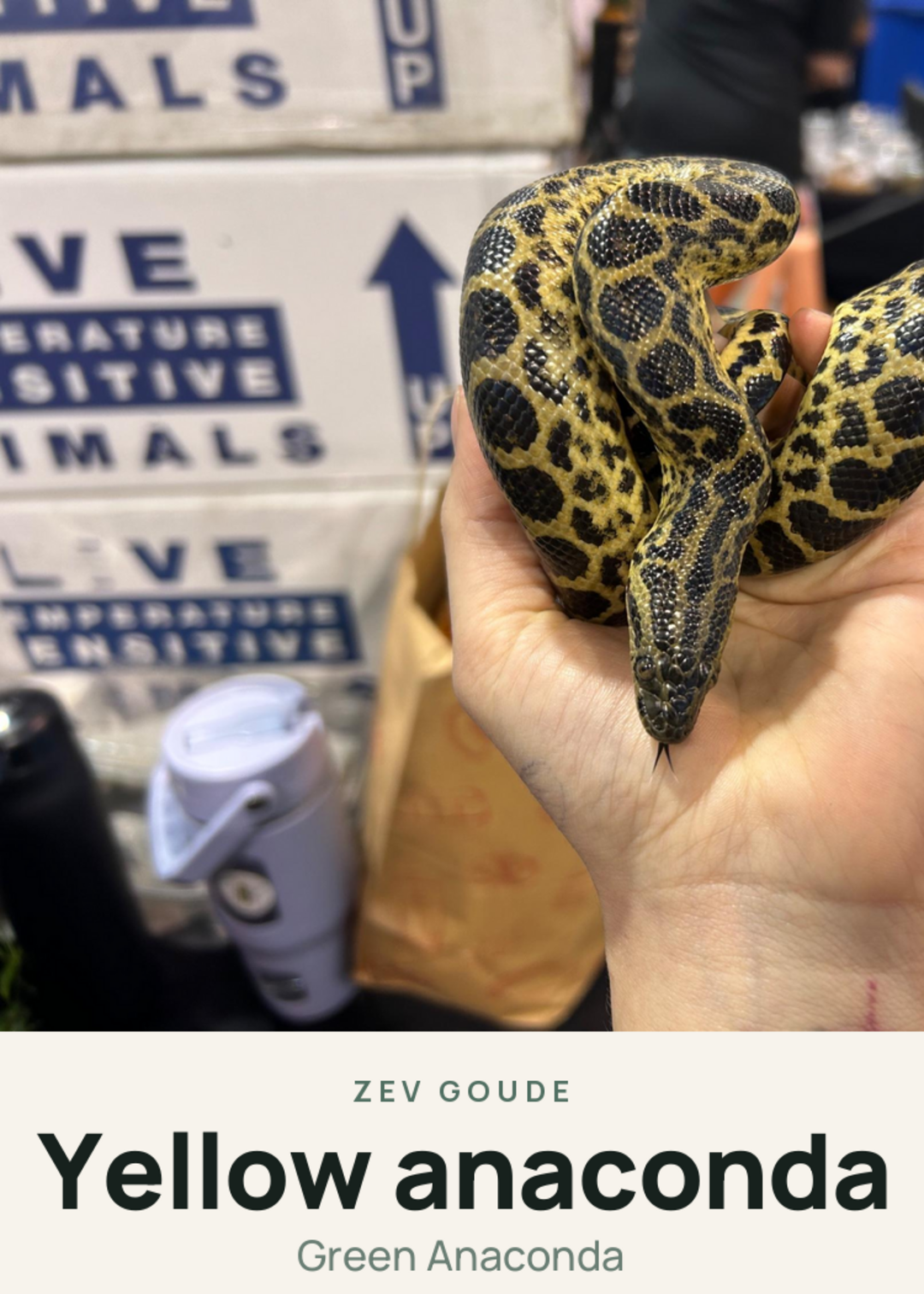 Yellow anaconda Creature Card