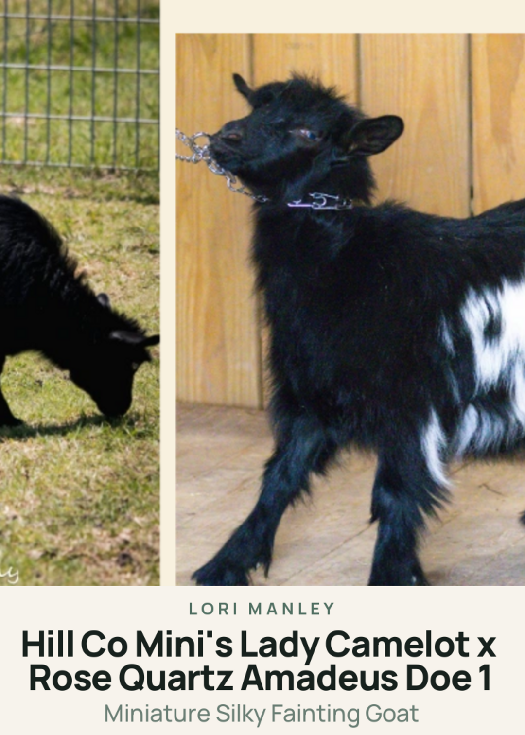Hill Co Mini's Lady Camelot x Rose Quartz Amadeus Doe 1 Creature Card