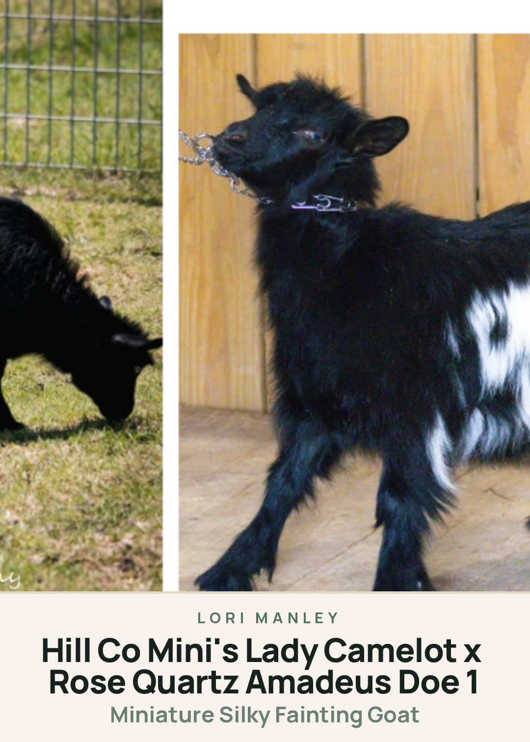 Hill Co Mini's Lady Camelot x Rose Quartz Amadeus Doe 1 Creature Card