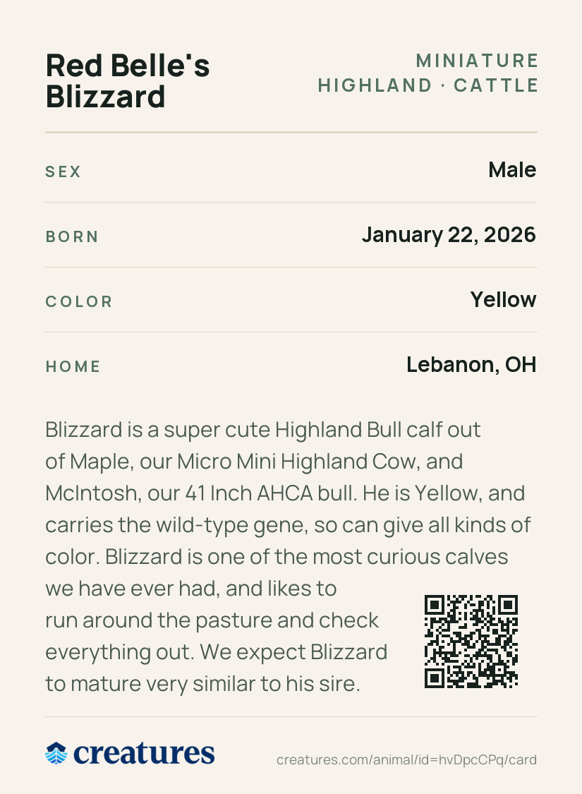 Red Belle's Blizzard Creature Card back