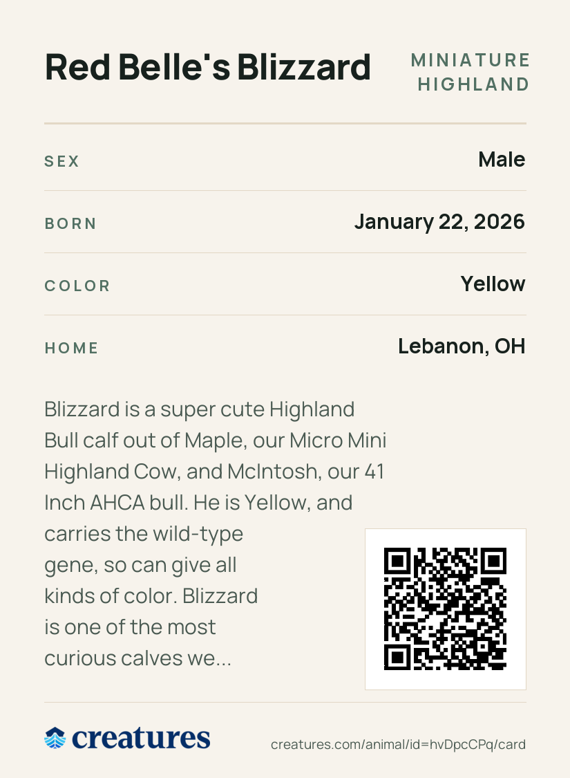 Red Belle's Blizzard Creature Card back