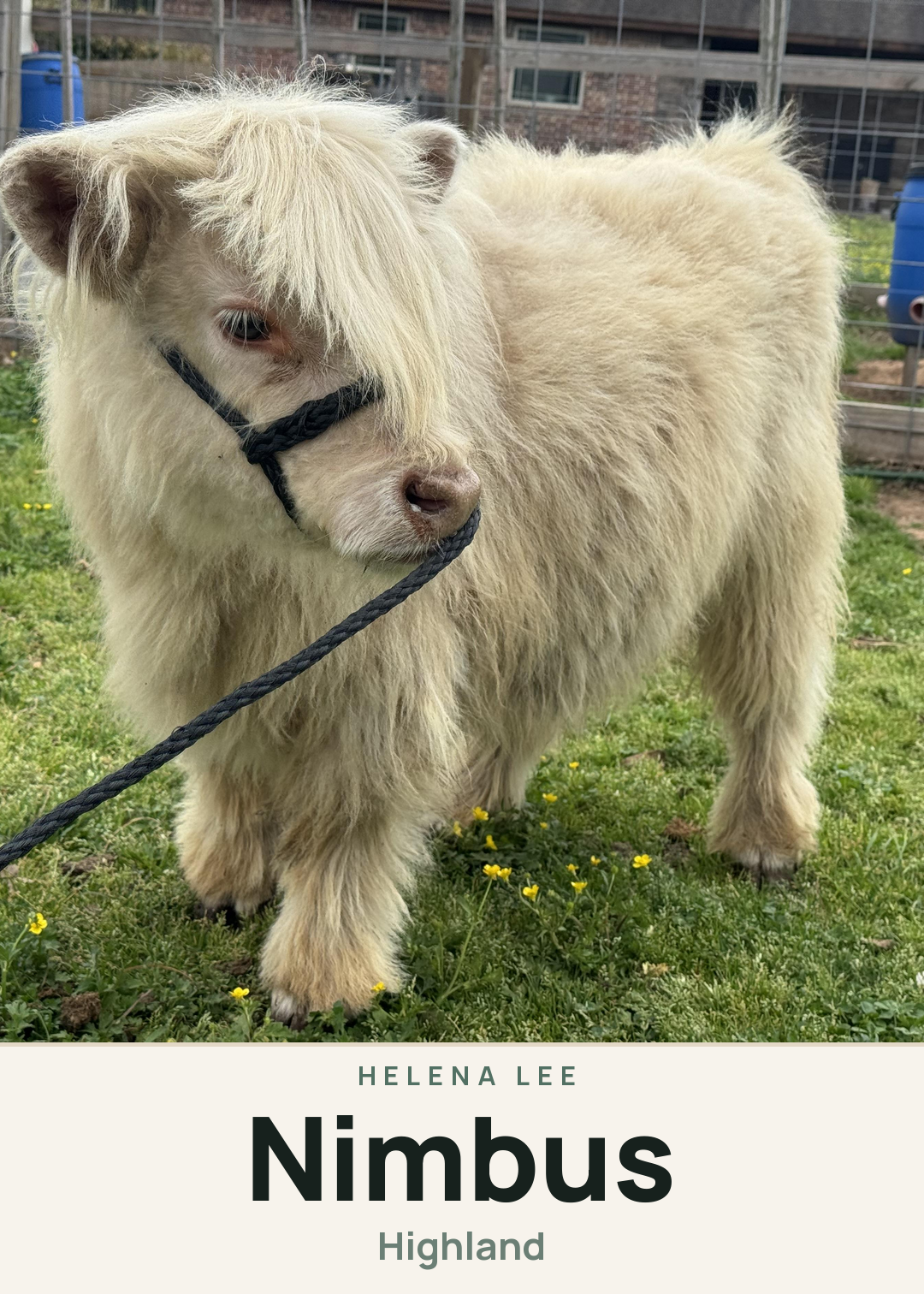 Nimbus Creature Card