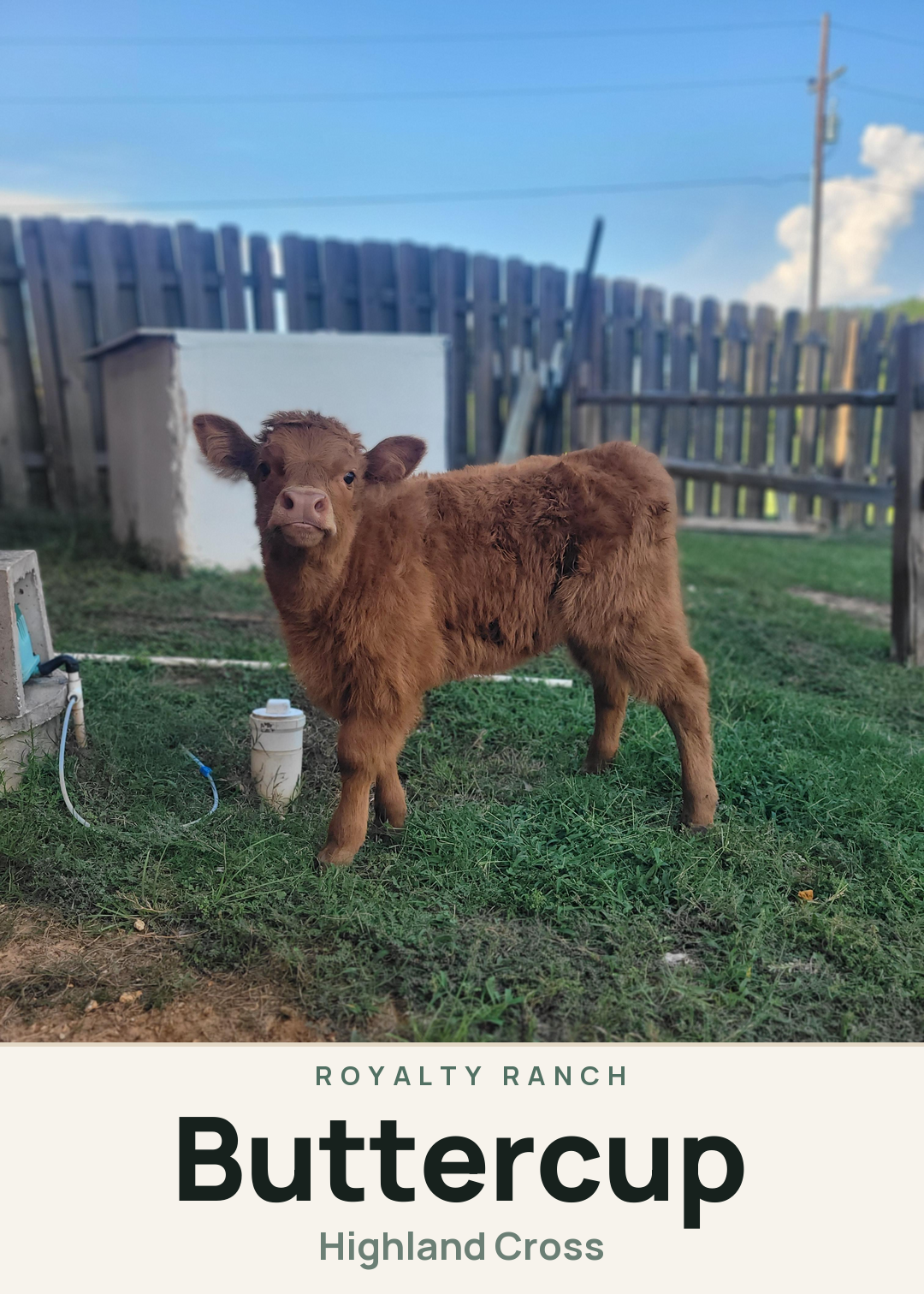 Buttercup Creature Card