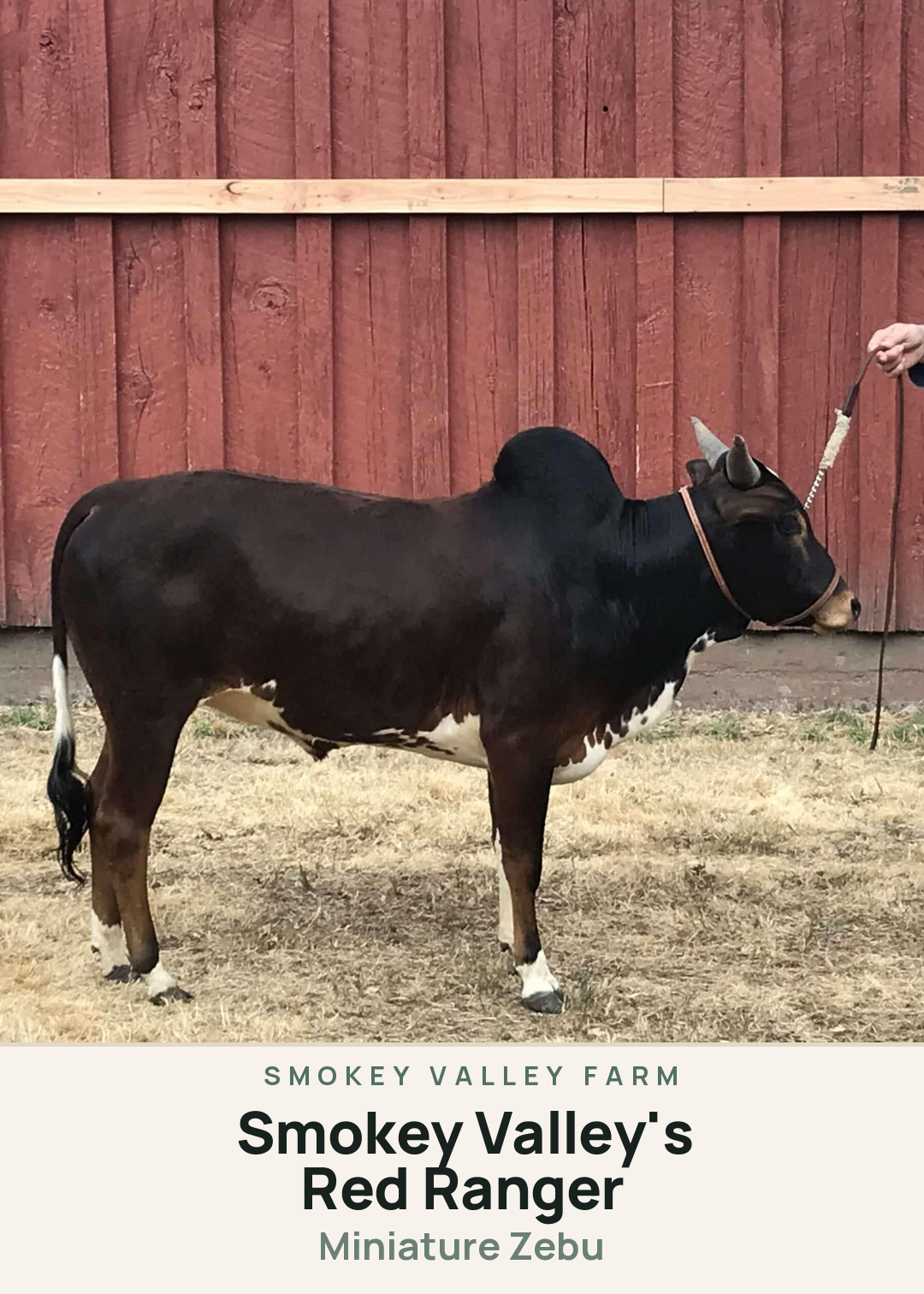 Smokey Valley's Red Ranger Creature Card