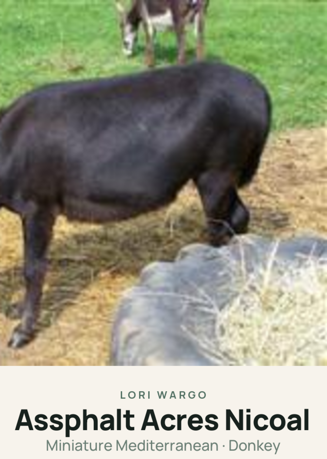 Assphalt Acres Nicoal Creature Card