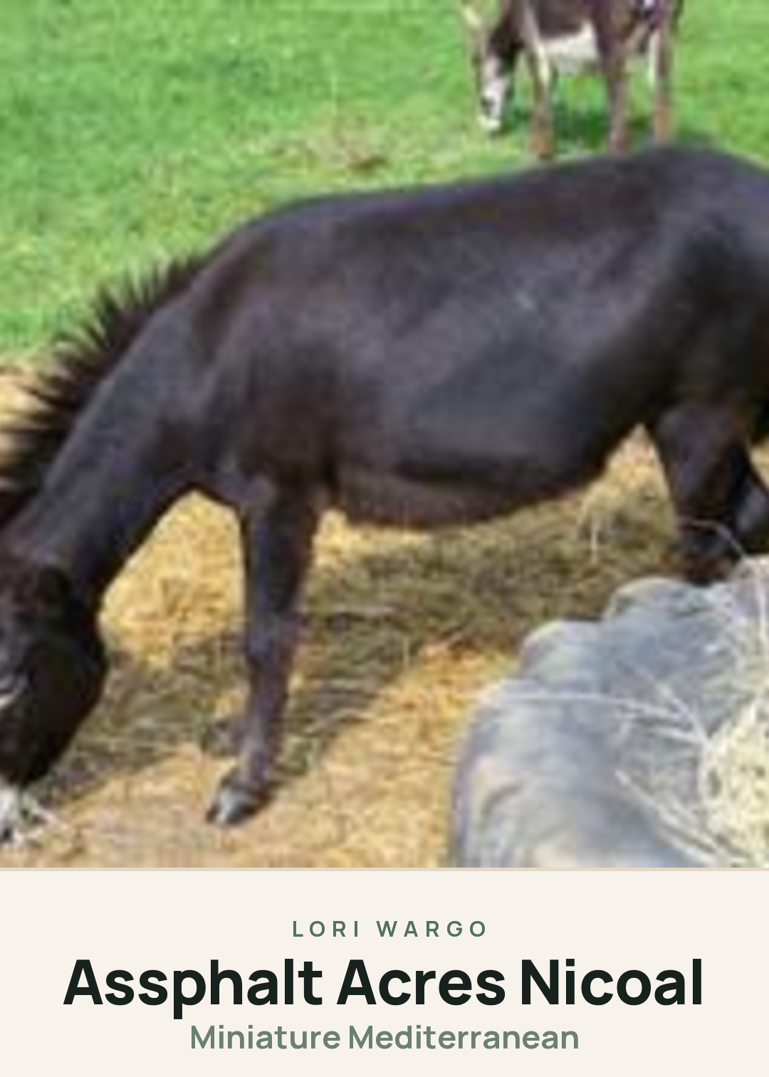 Assphalt Acres Nicoal Creature Card