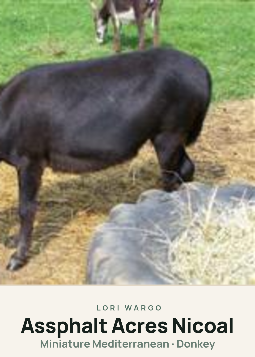 Assphalt Acres Nicoal Creature Card
