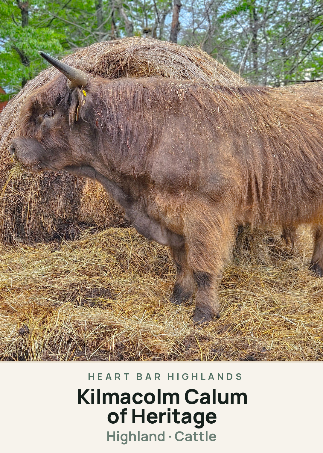 Kilmacolm Calum of Heritage Creature Card