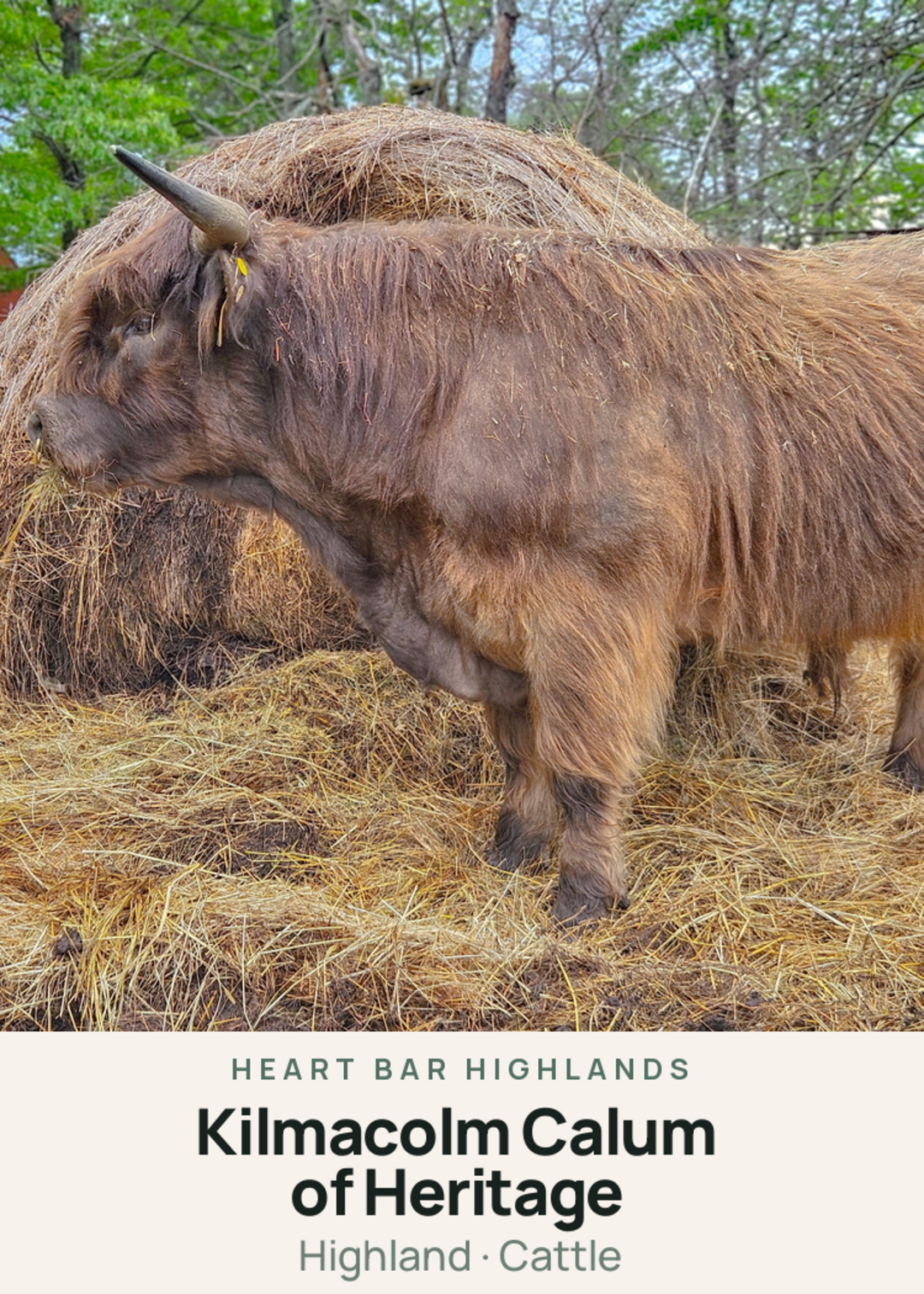 Kilmacolm Calum of Heritage Creature Card