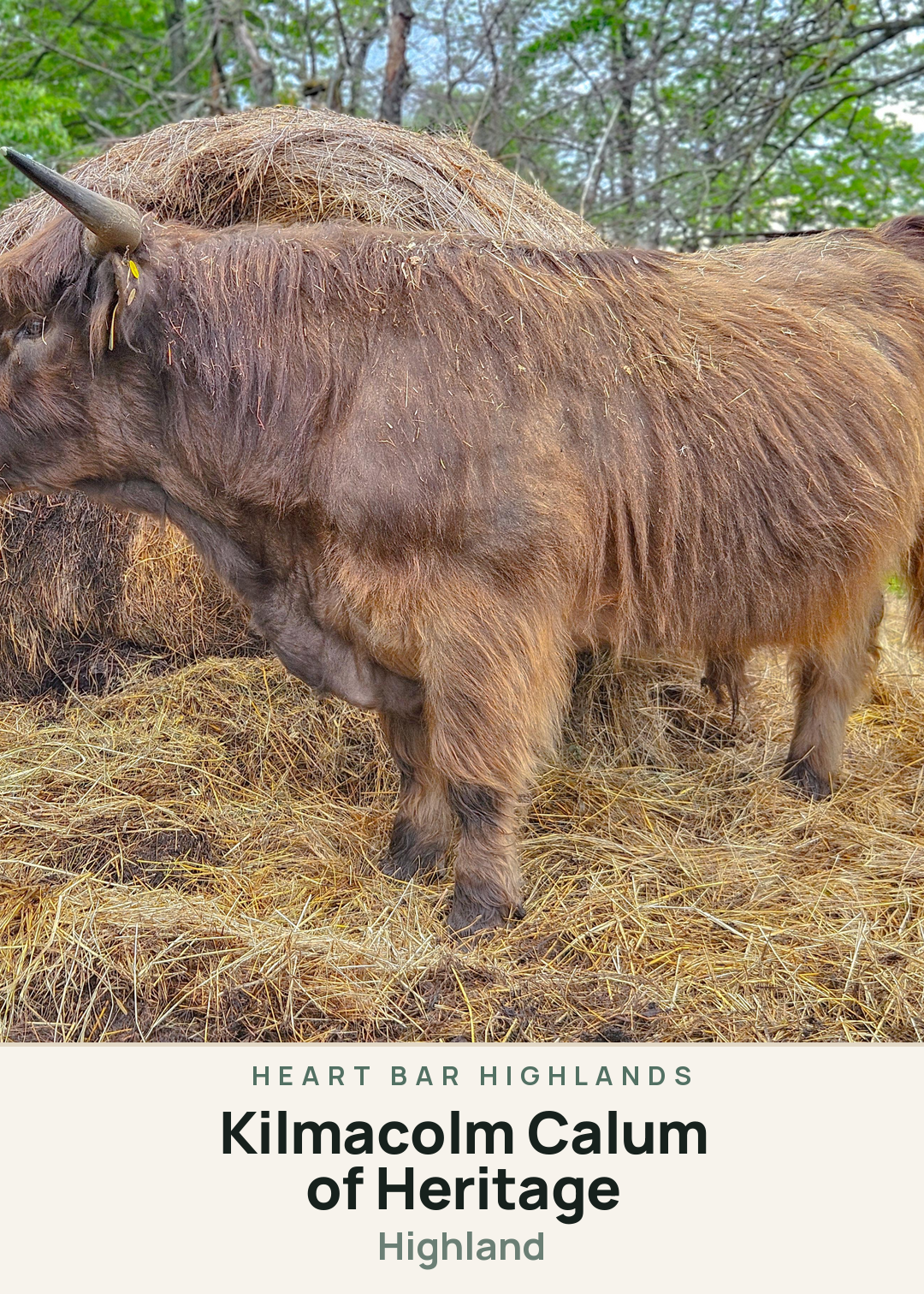 Kilmacolm Calum of Heritage Creature Card