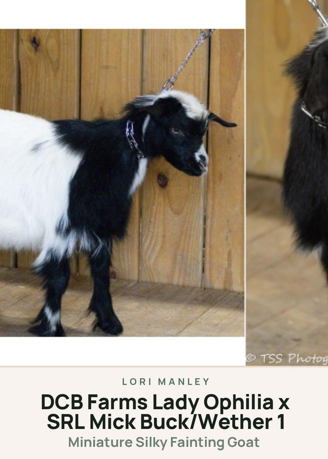DCB Farms Lady Ophilia x SRL Mick Buck/Wether 1 Creature Card