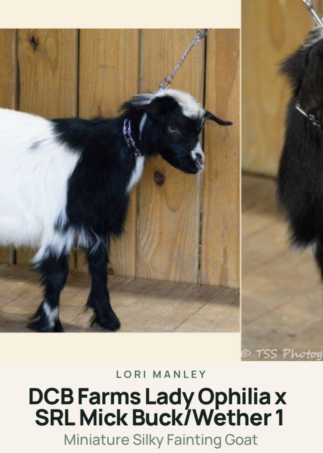DCB Farms Lady Ophilia x SRL Mick Buck/Wether 1 Creature Card