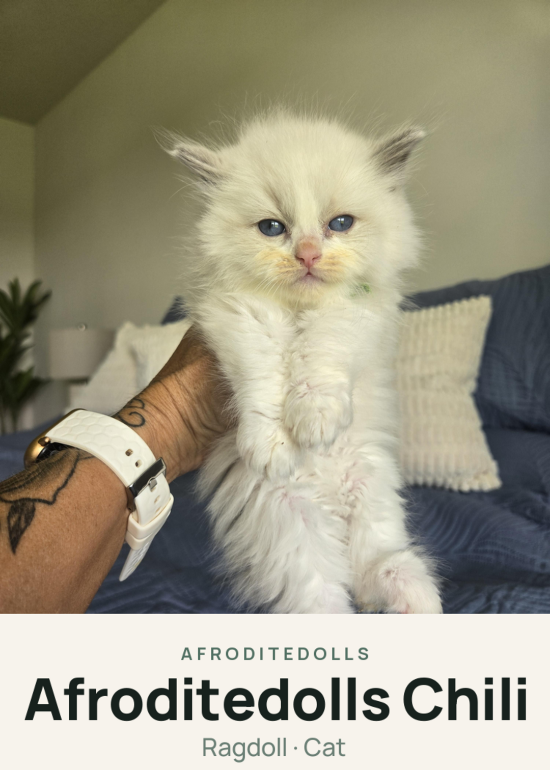 Afroditedolls Chili Creature Card