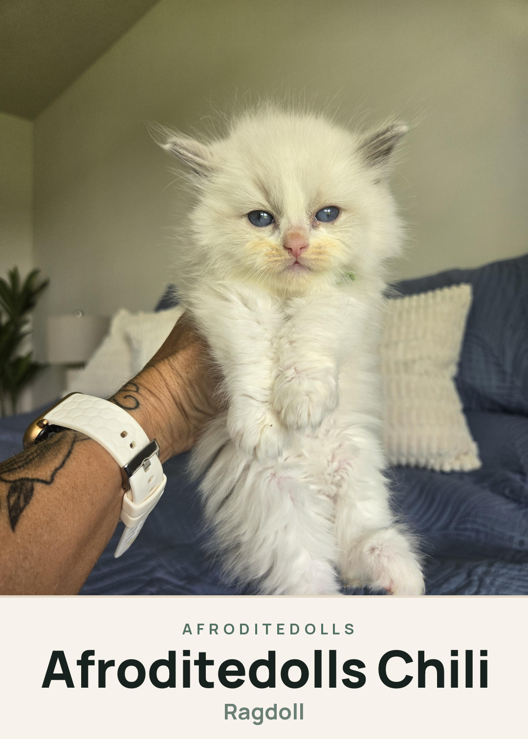 Afroditedolls Chili Creature Card
