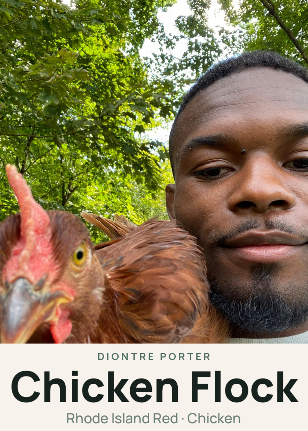 Chicken Flock Creature Card