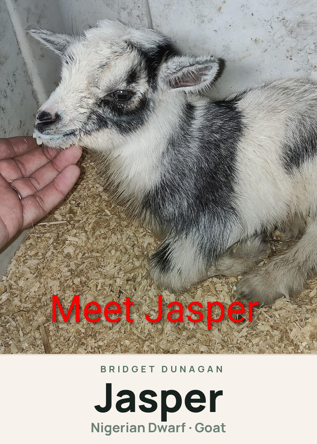Jasper Creature Card