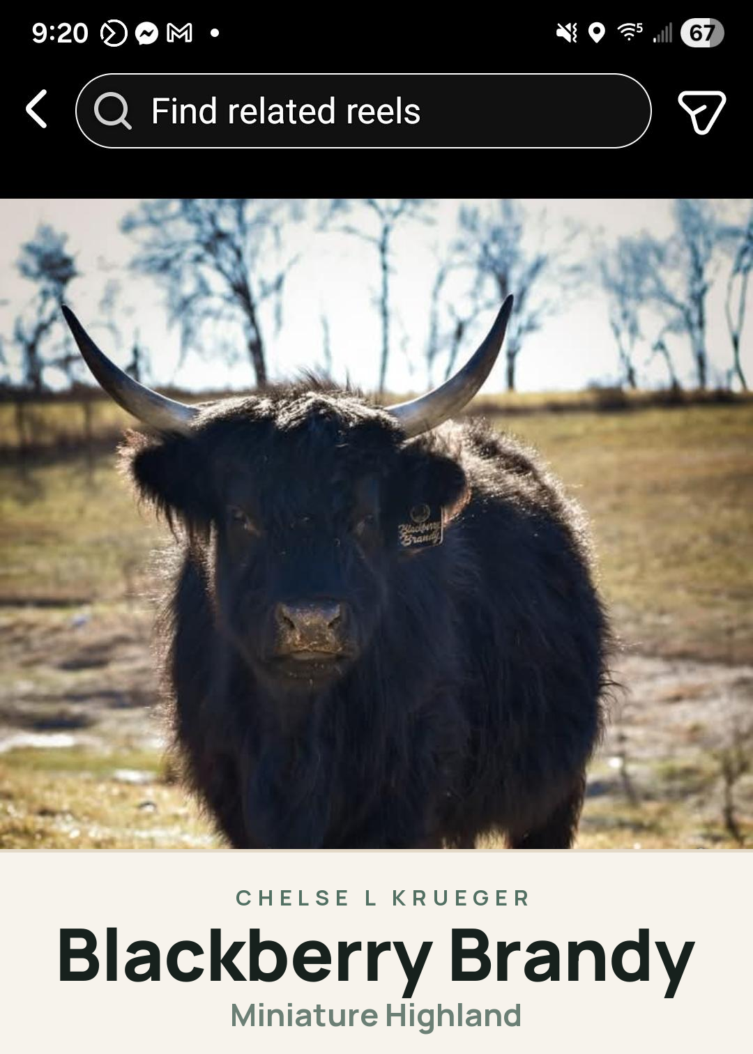 Blackberry Brandy Creature Card