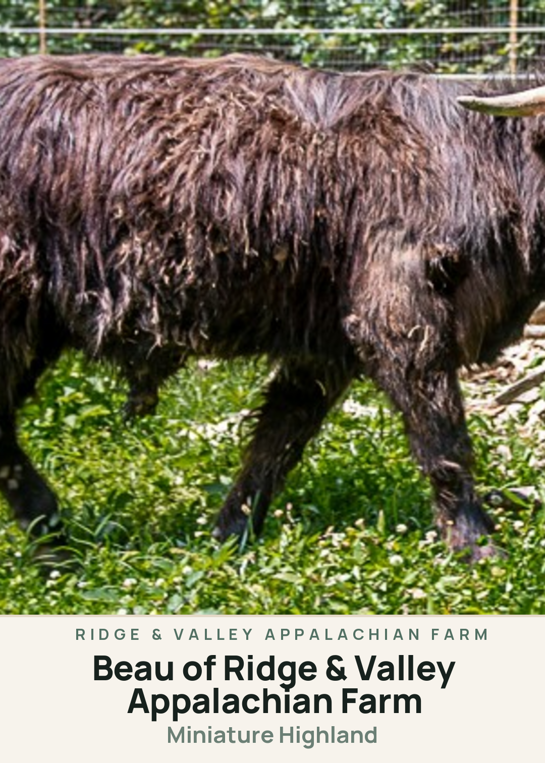 Beau of Ridge & Valley Appalachian Farm Creature Card