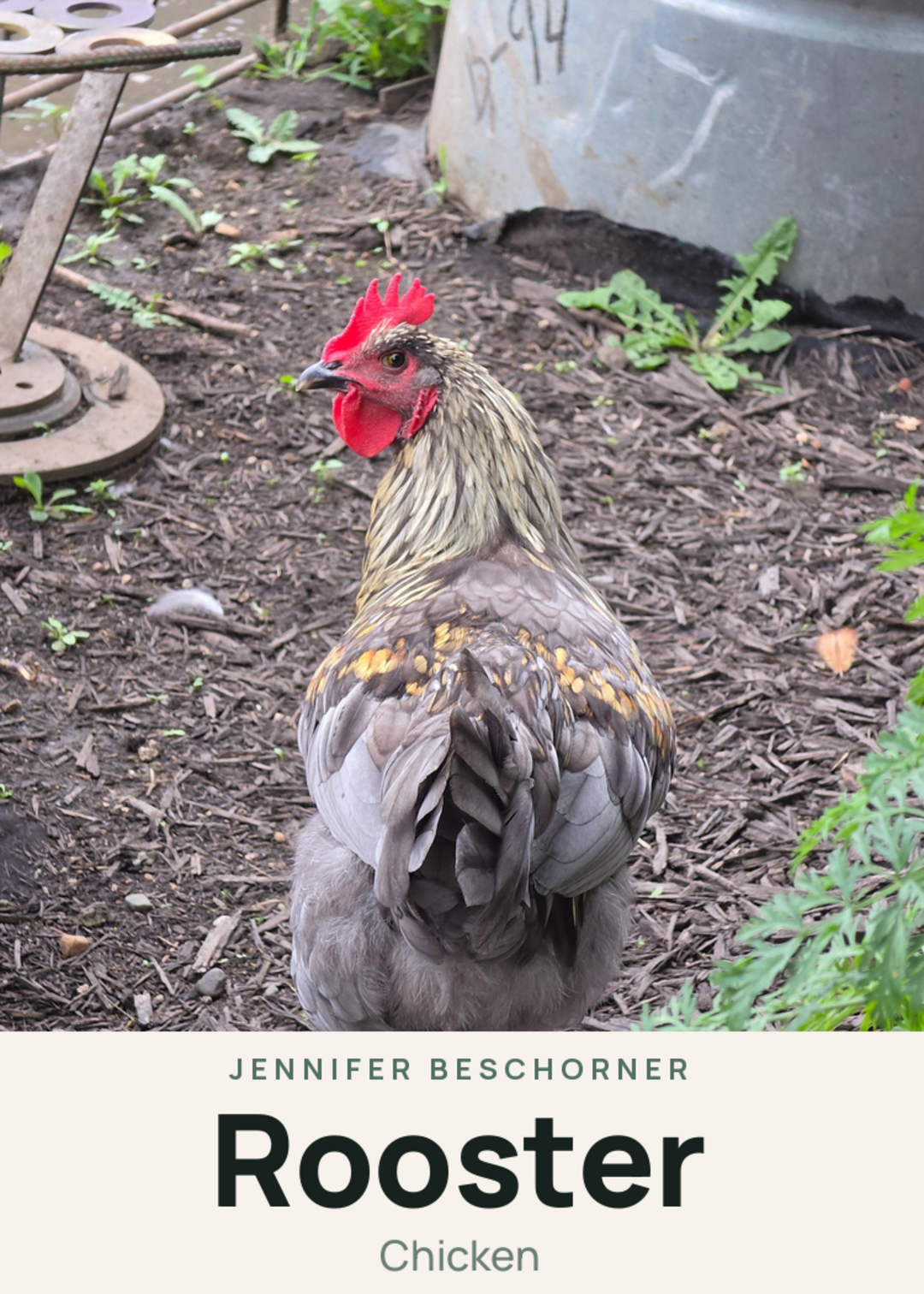 Rooster Creature Card