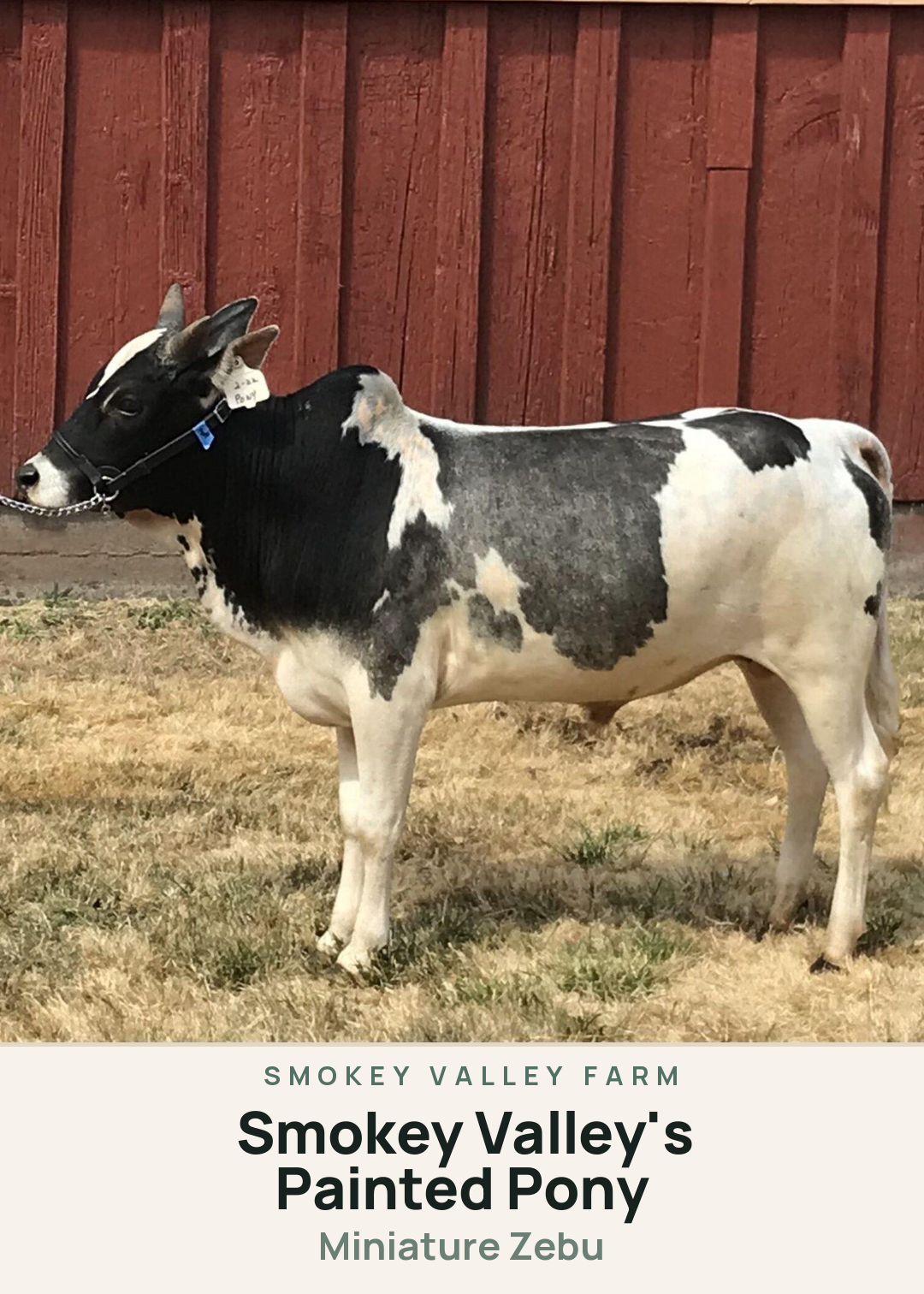Smokey Valley's Painted Pony Creature Card