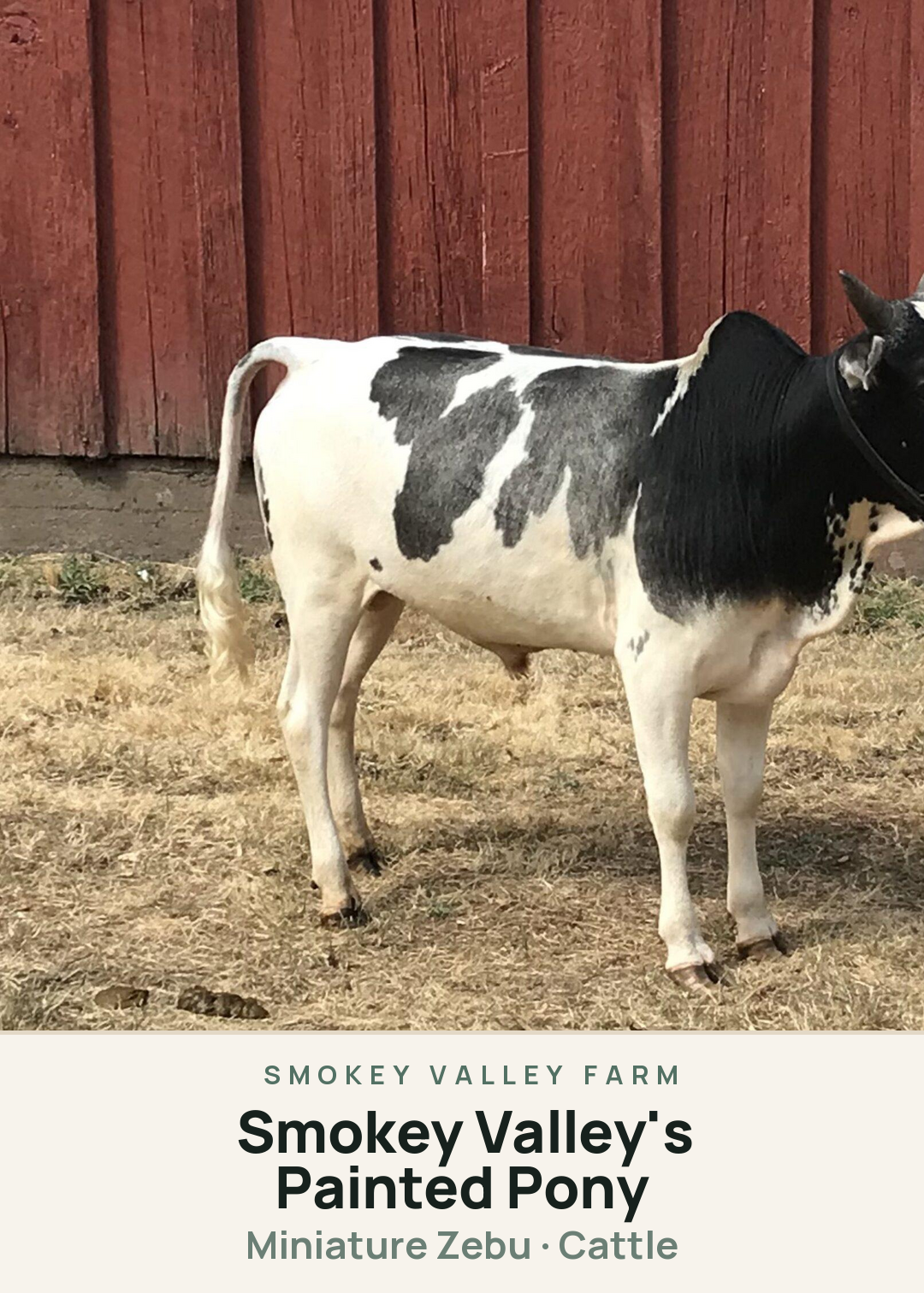 Smokey Valley's Painted Pony Creature Card